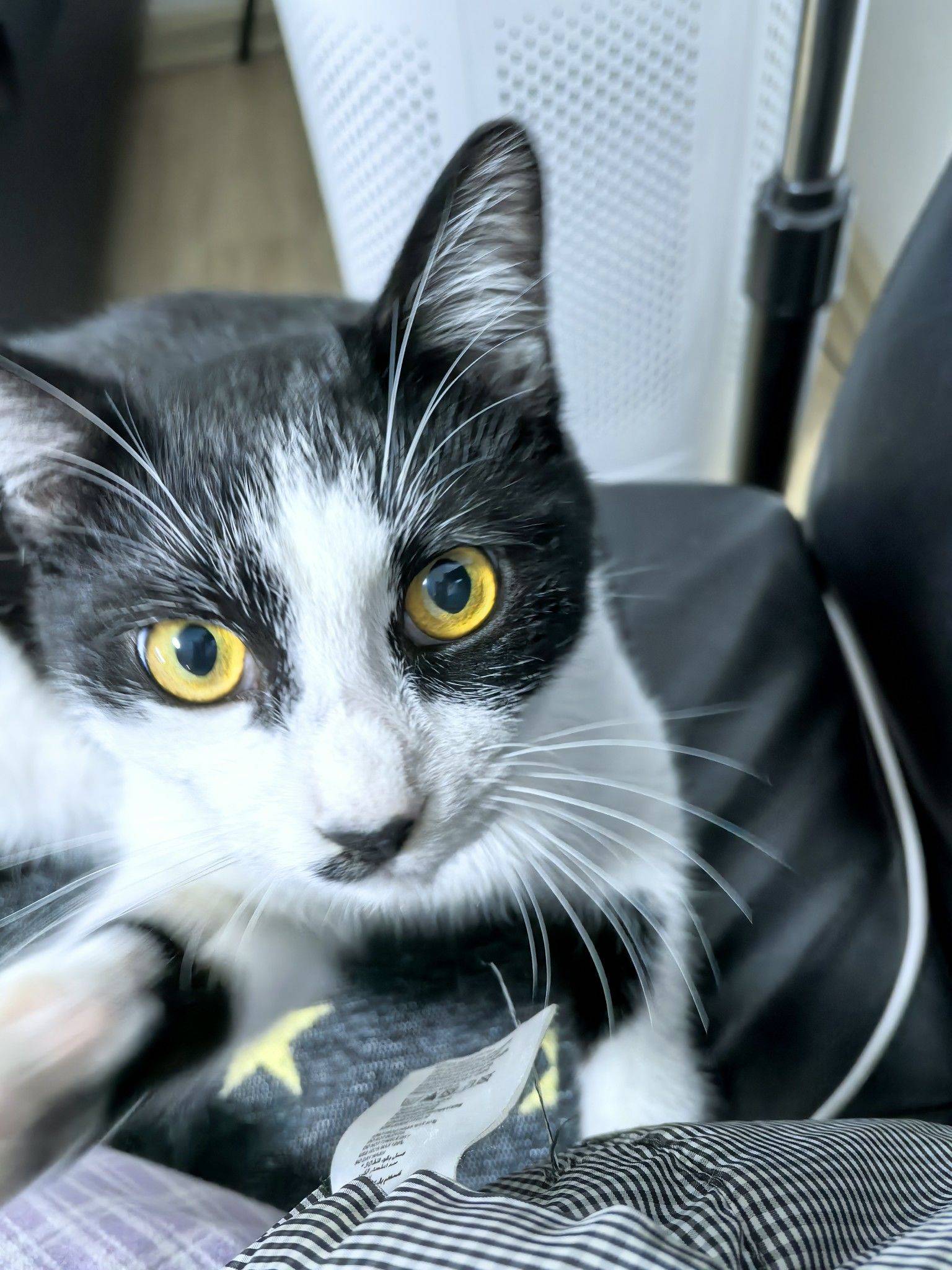 上海浦东三咪待领养_3