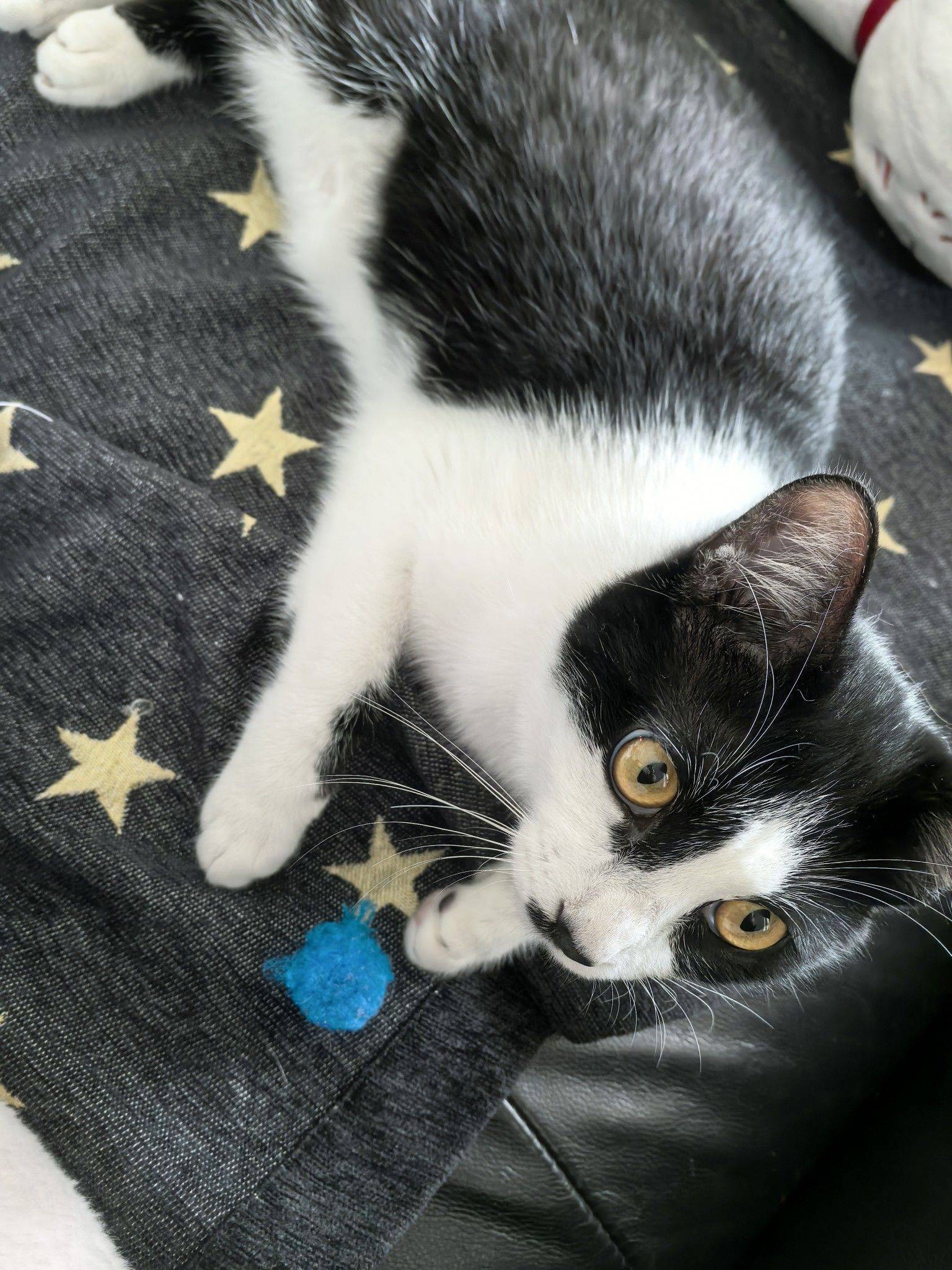 上海浦东三咪待领养_1