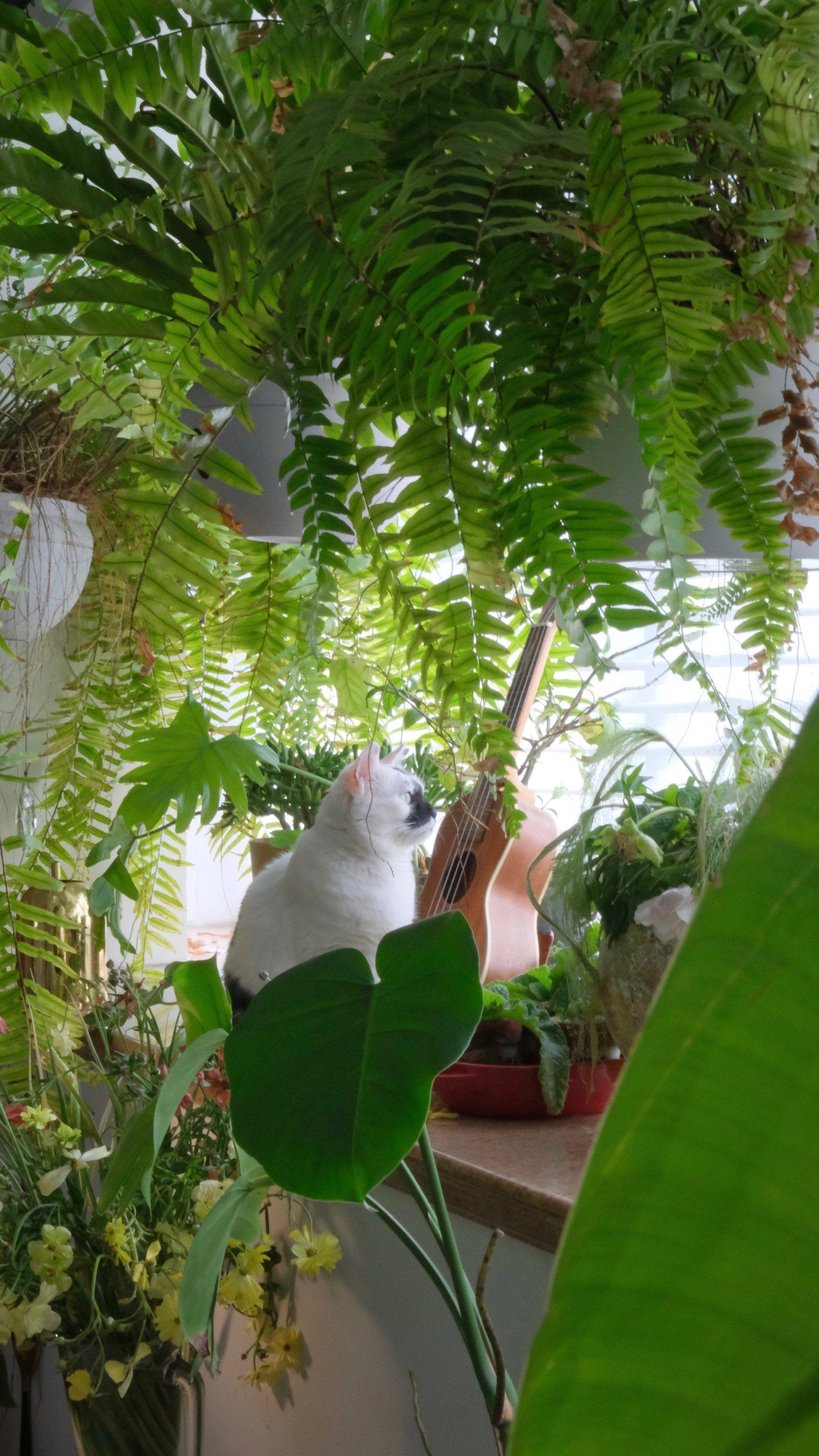 🥳最美的春天在我家