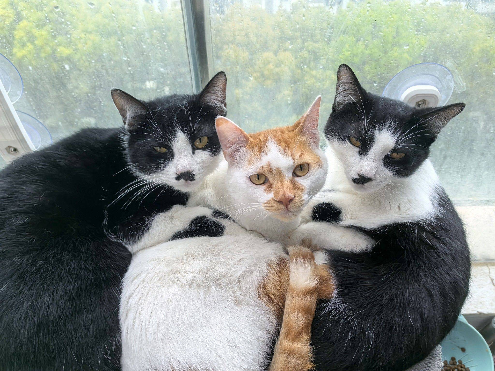 上海浦东三咪待领养