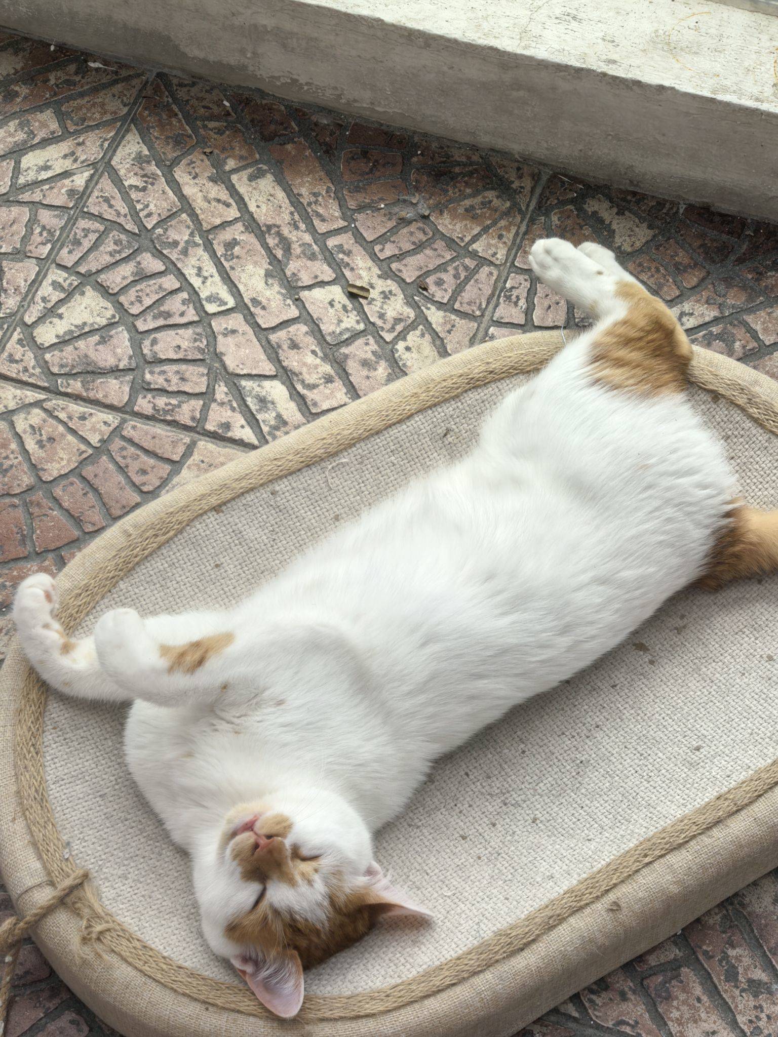 上海浦东三咪待领养_2