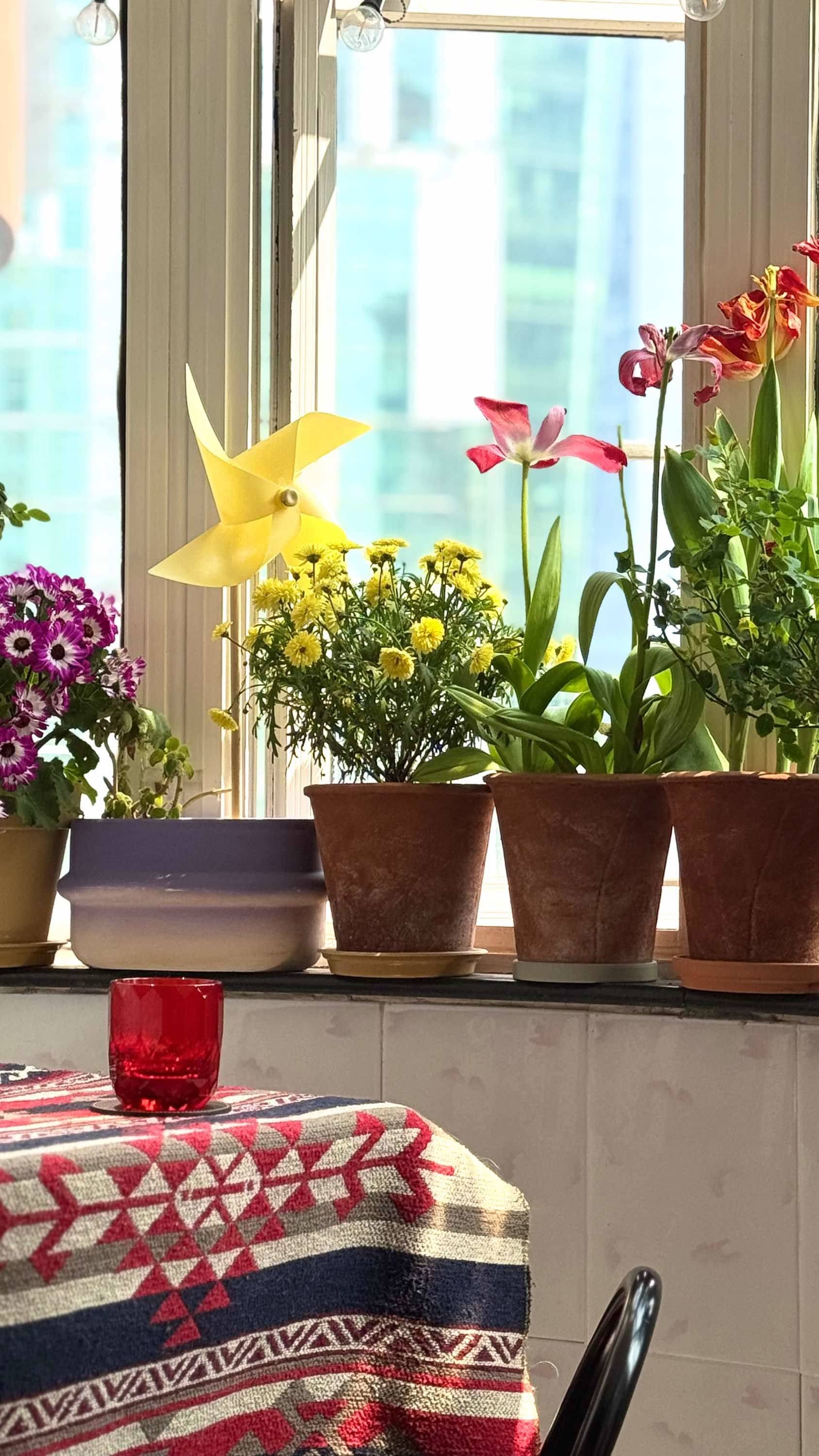 🥳最美的春天在我家_4