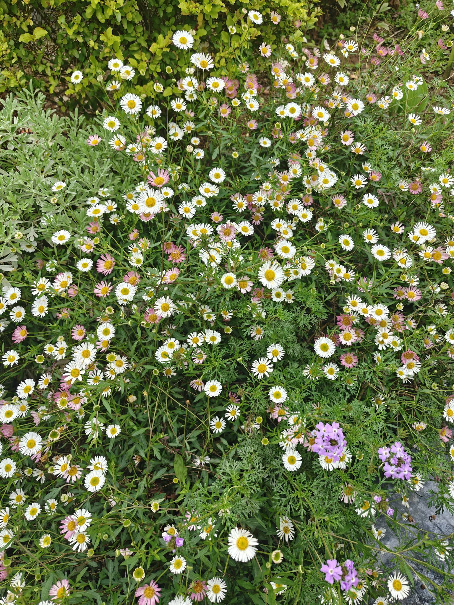 可爱捏 漫步大自然  树影  绿意_1