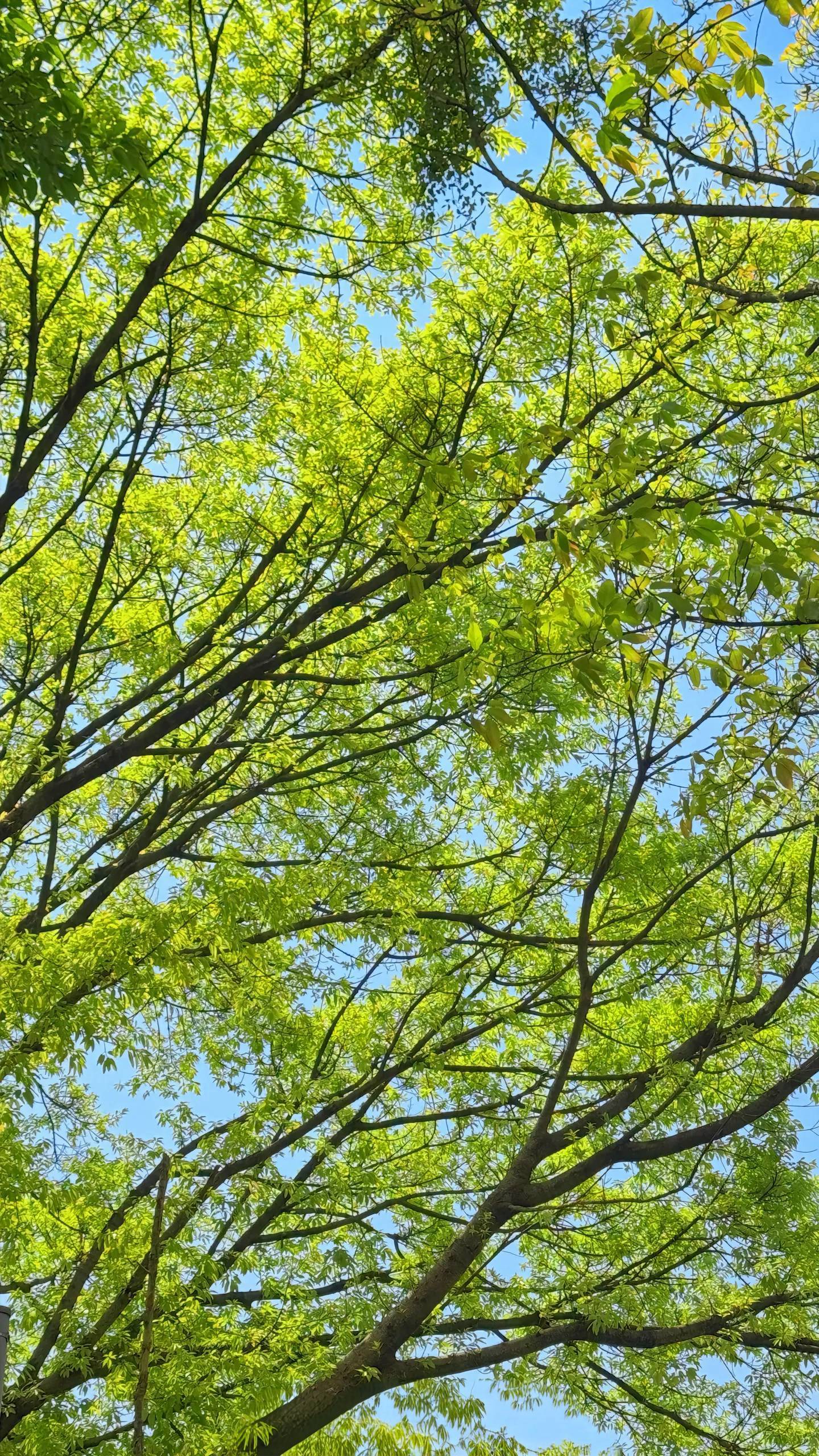 可爱捏 漫步大自然  树影  绿意