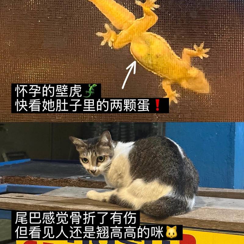 泰国|原来流浪,也可以被整个城市温柔对待🥺_0