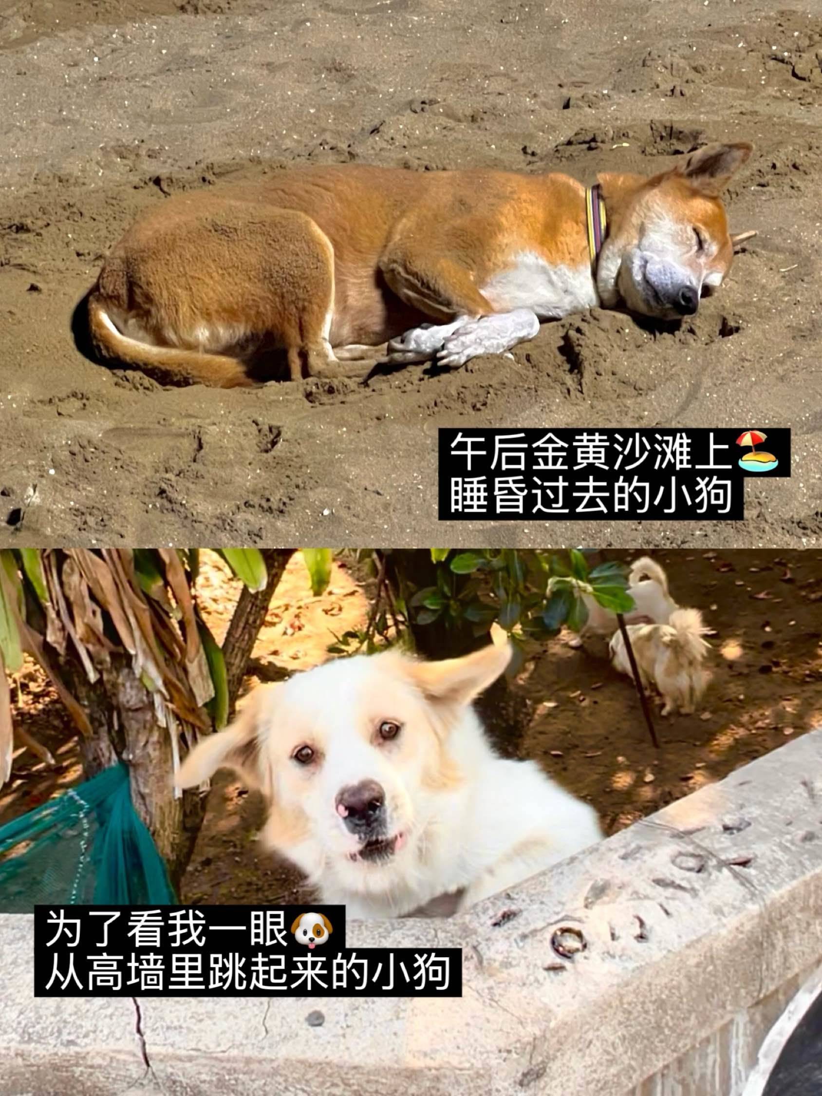 泰国｜原来流浪，也可以被整个城市温柔对待🥺