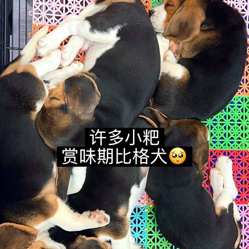 泰国|原来流浪,也可以被整个城市温柔对待🥺_3