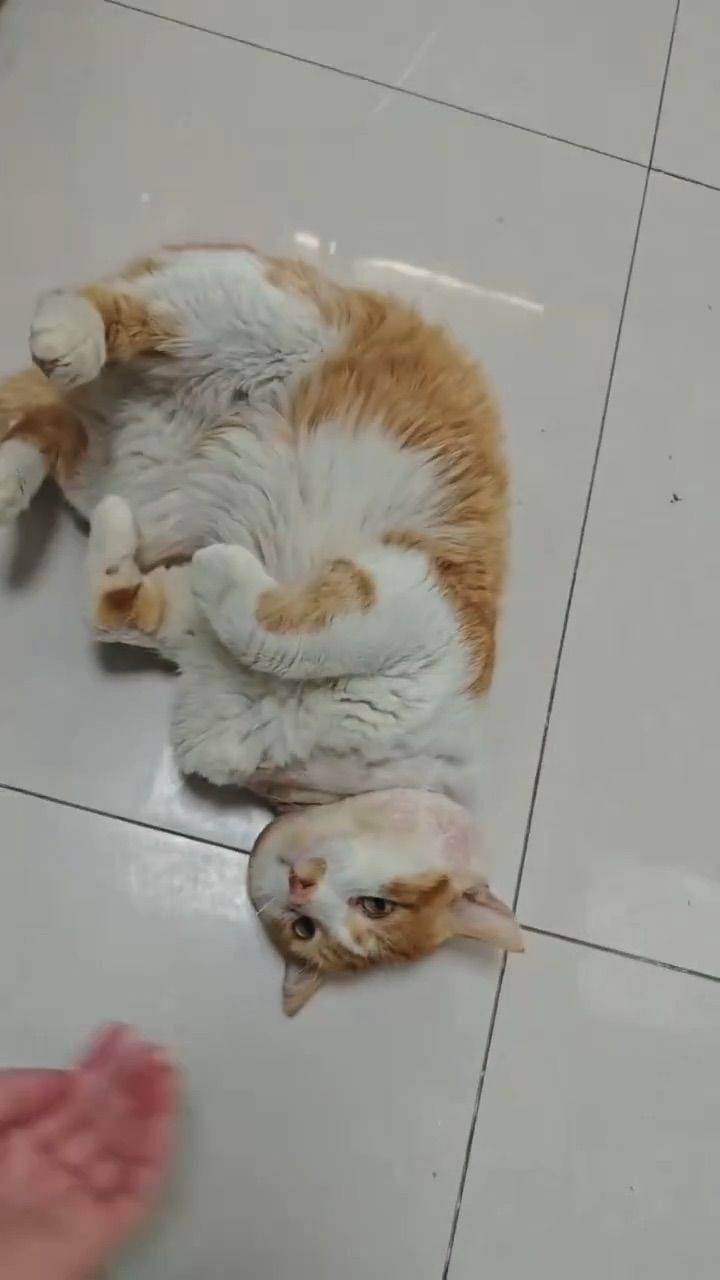 爱翻肚皮的阿黄求领养