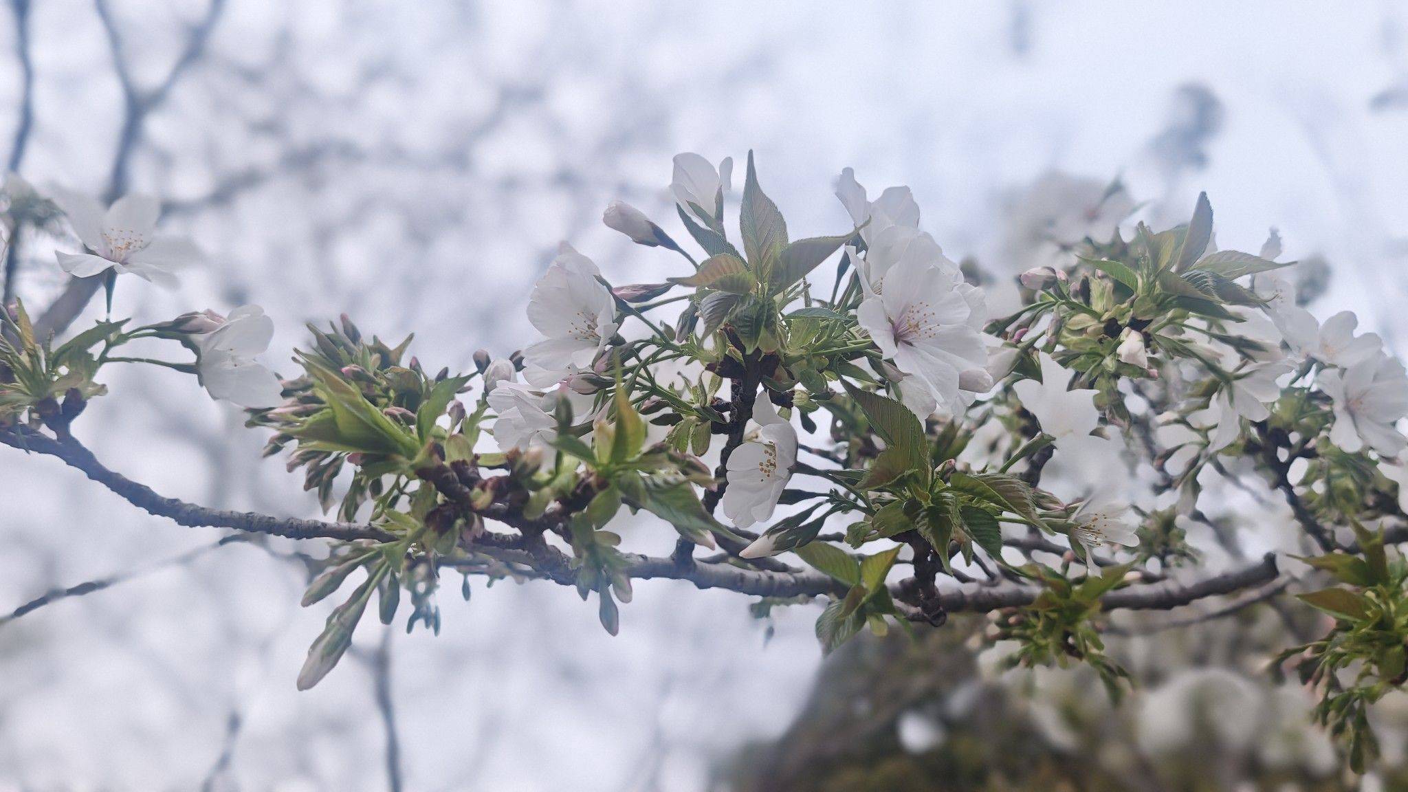 大街上的春天：碳基生物 自在肆意展现的美_0