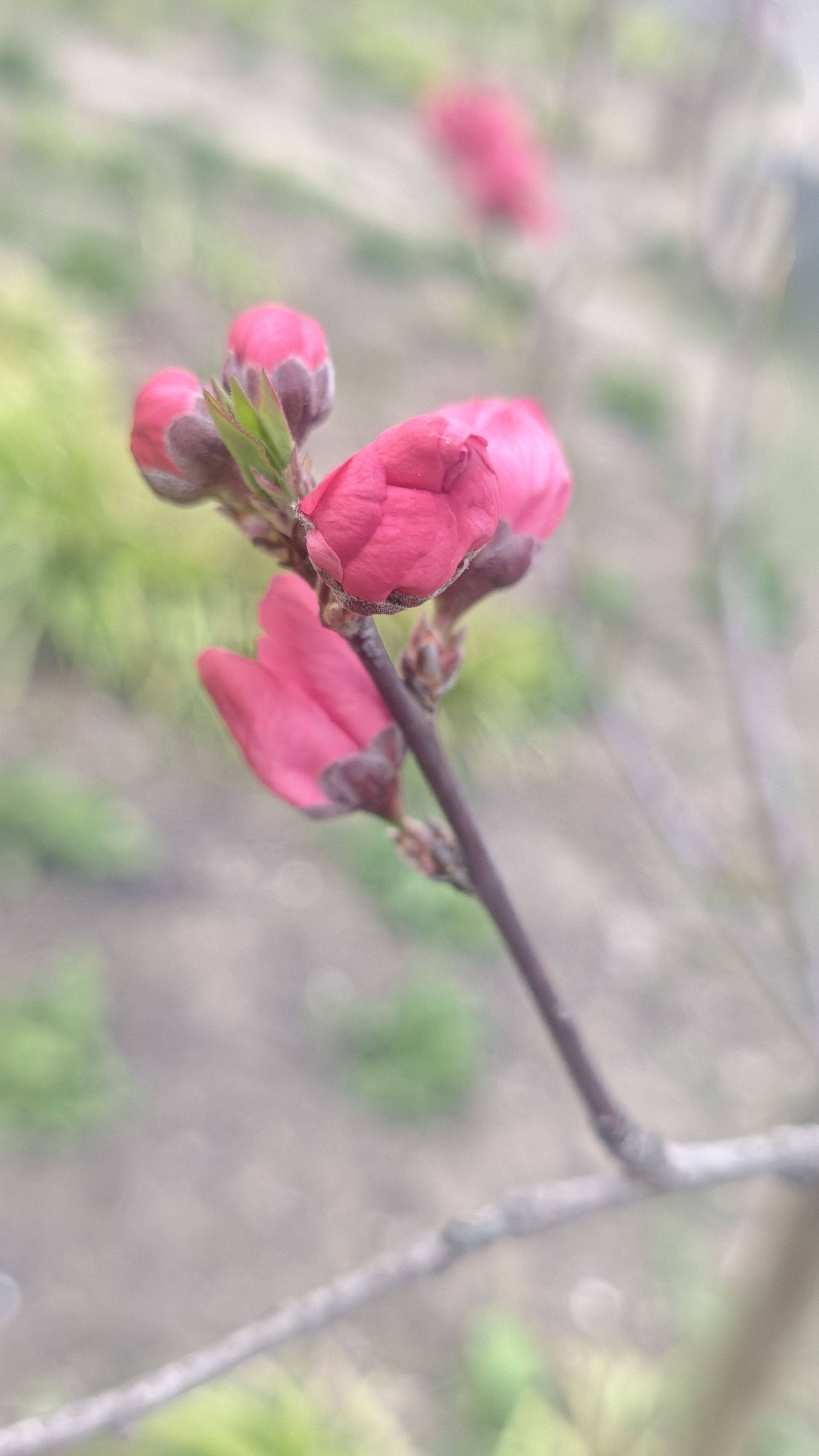 大街上的春天：碳基生物 自在肆意展现的美_1