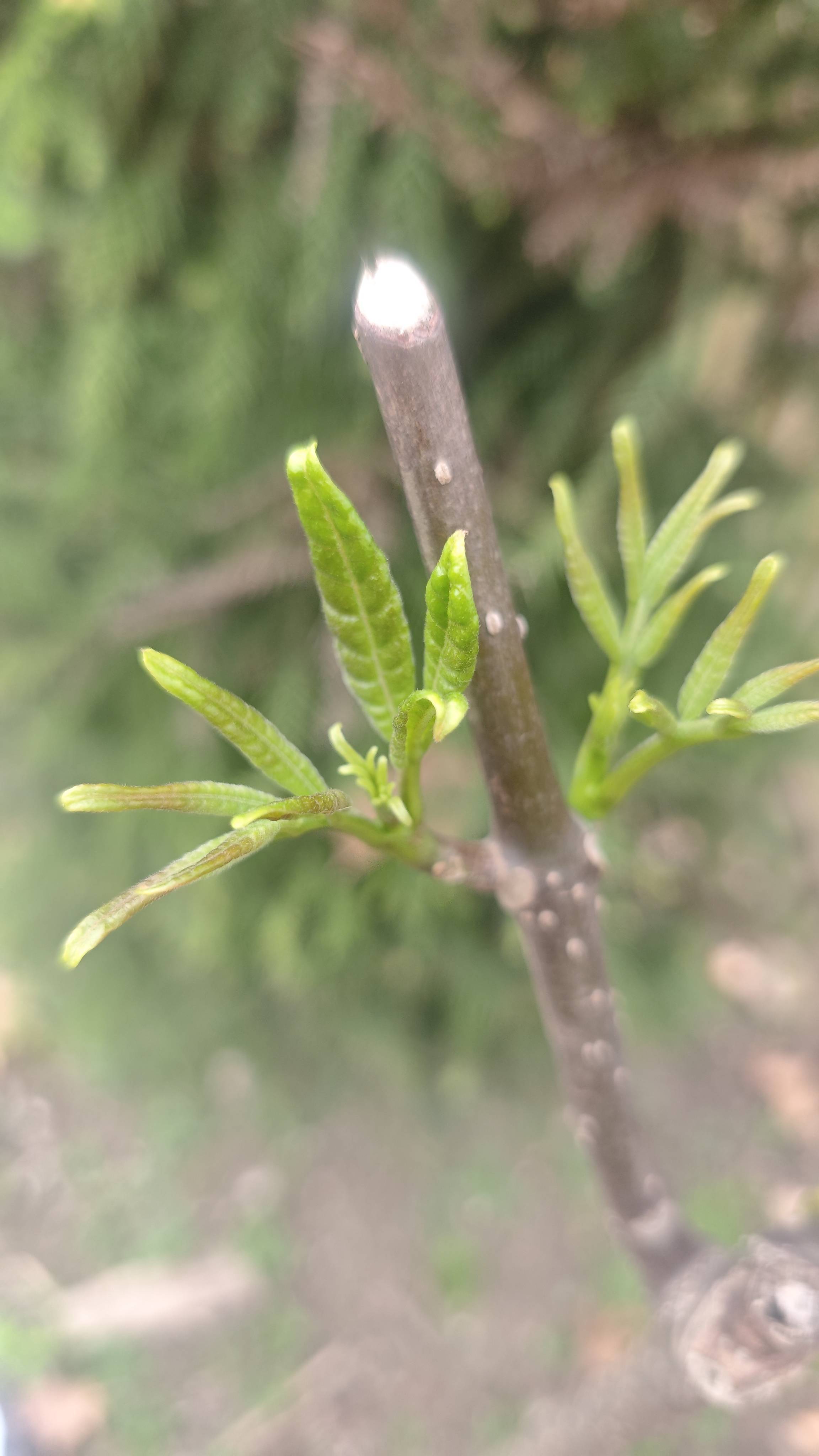 大街上的春天：碳基生物 自在肆意展现的美_3