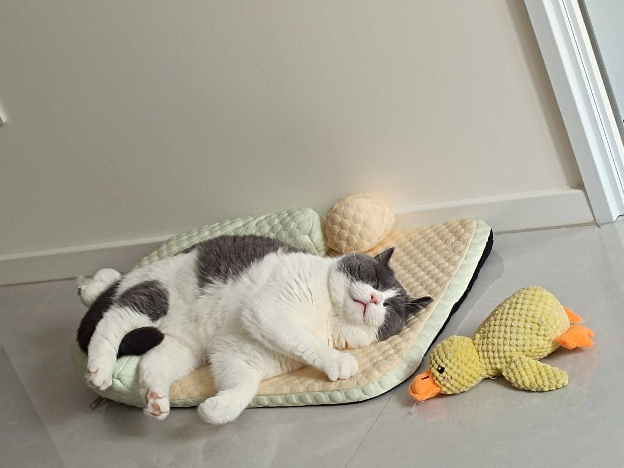 做猫的那些年神仙生活