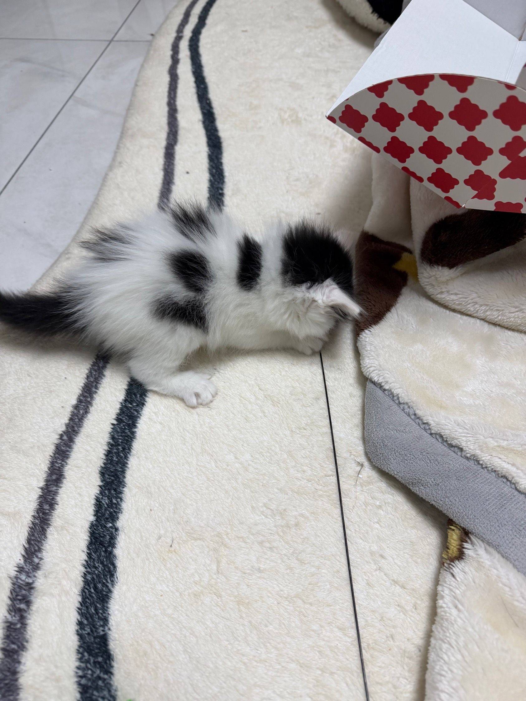 求一个一居室整租最好在浐灞印象城这边