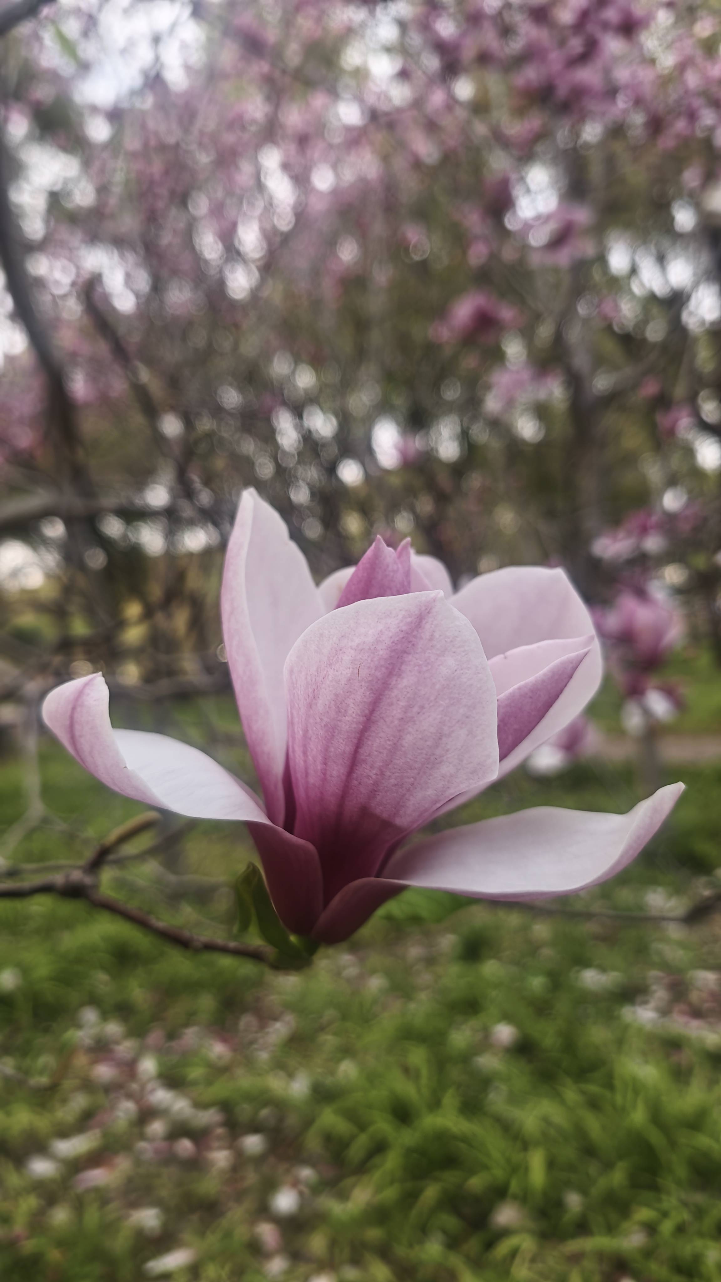 大街上的春天：碳基生物 自在肆意展现的美