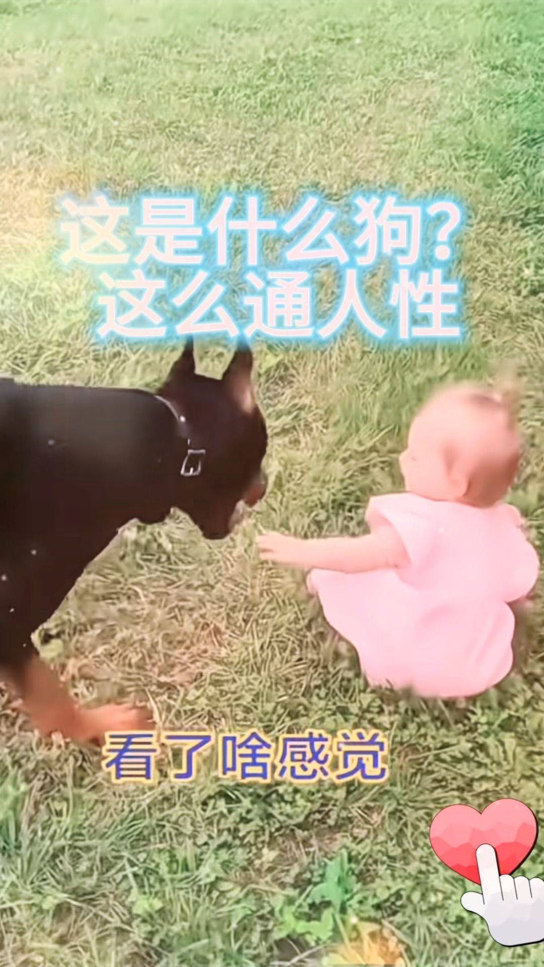 这些狗 比人都灵