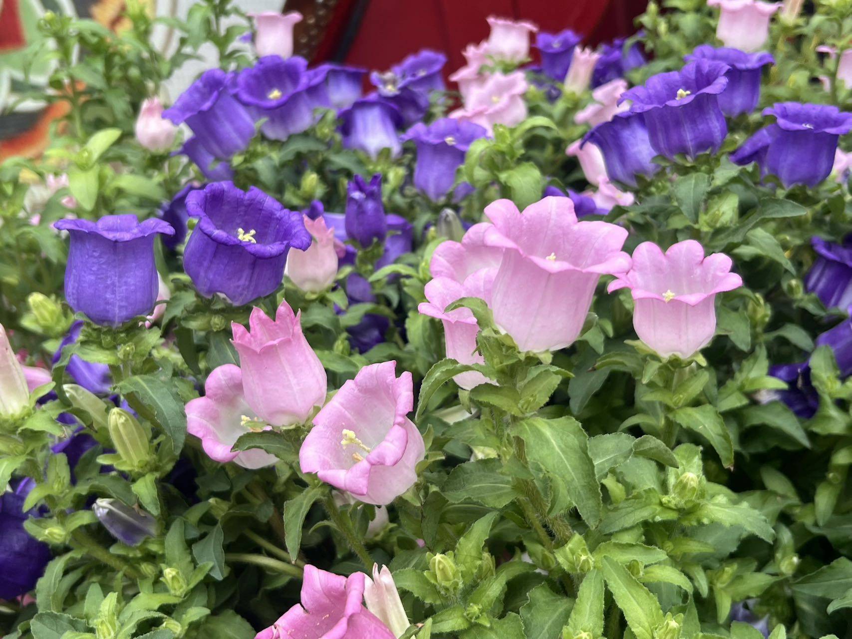 大女人吃点好的才有力气讨生活_2