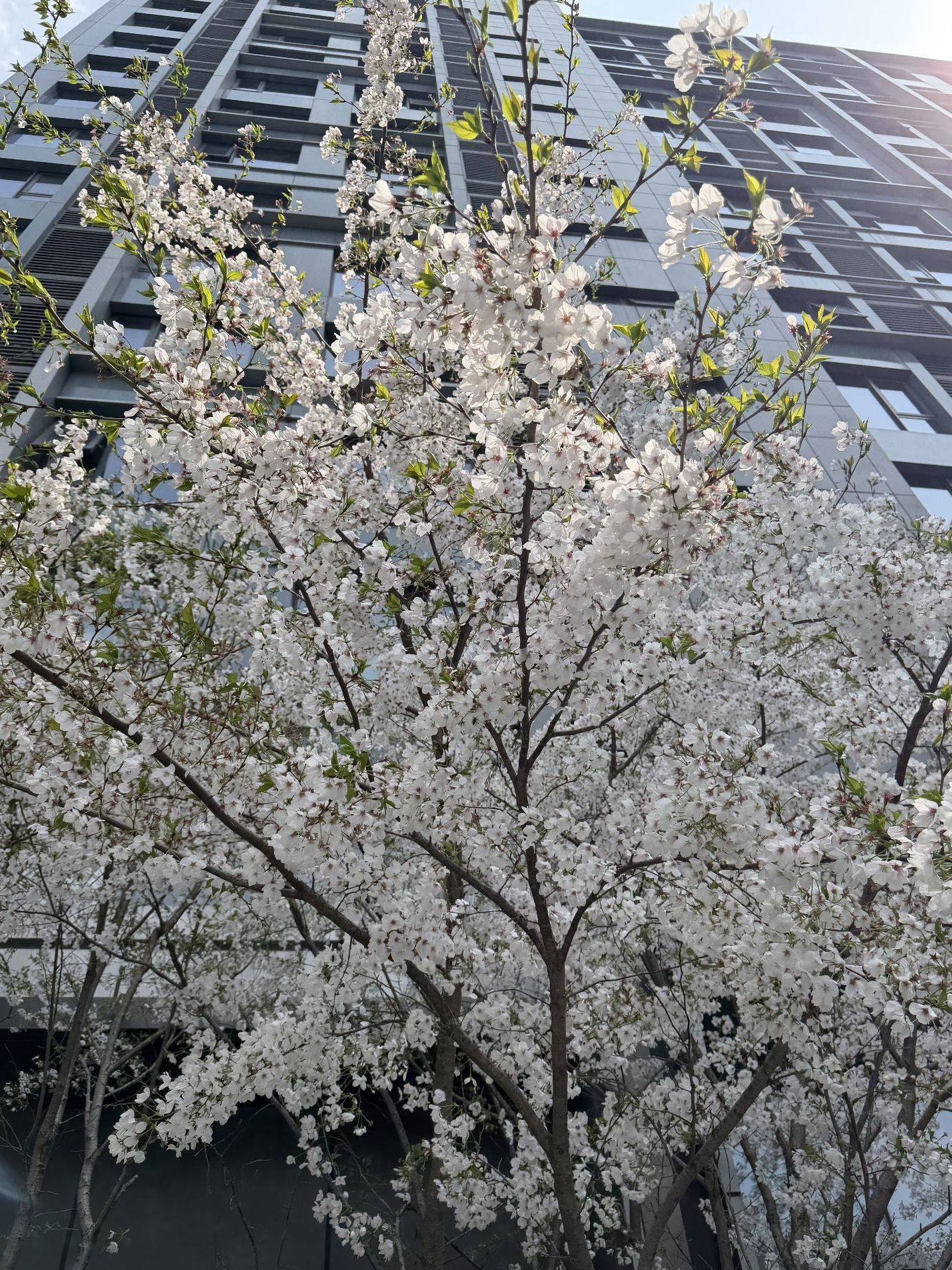 春天真的来了_2