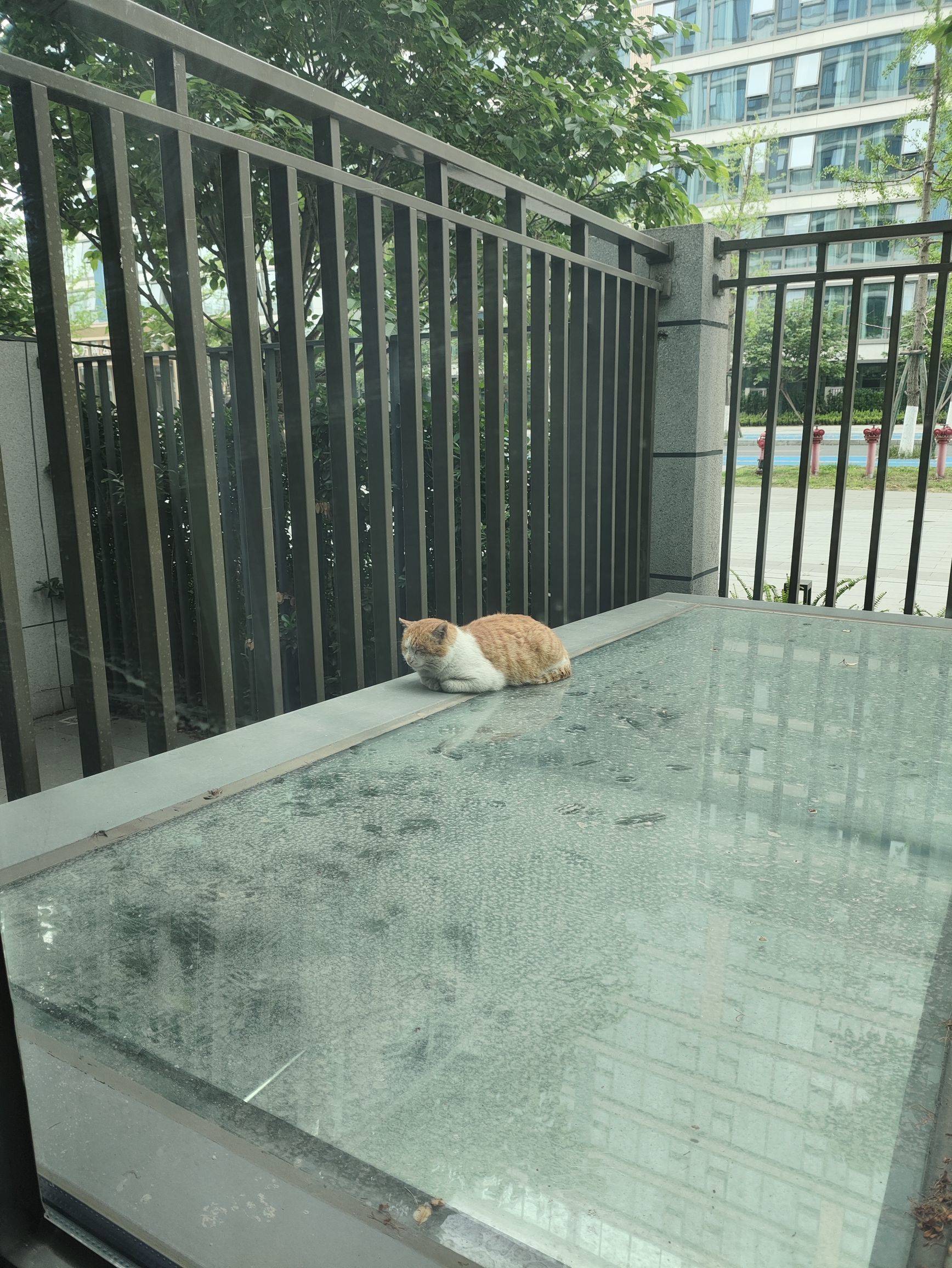 哦吼 窗外一只猫_1