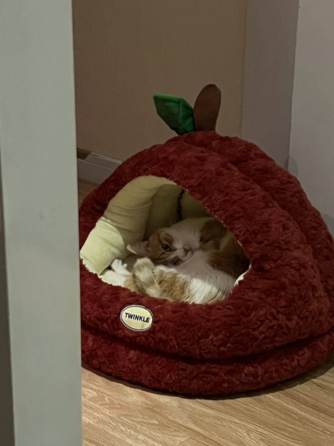 小毛米你在想什么_2