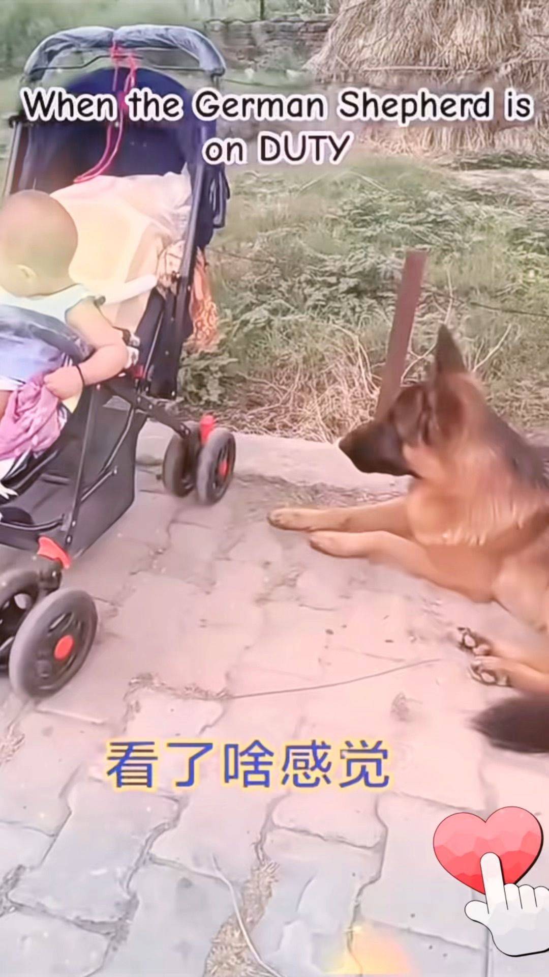 狗狗比人都有灵性