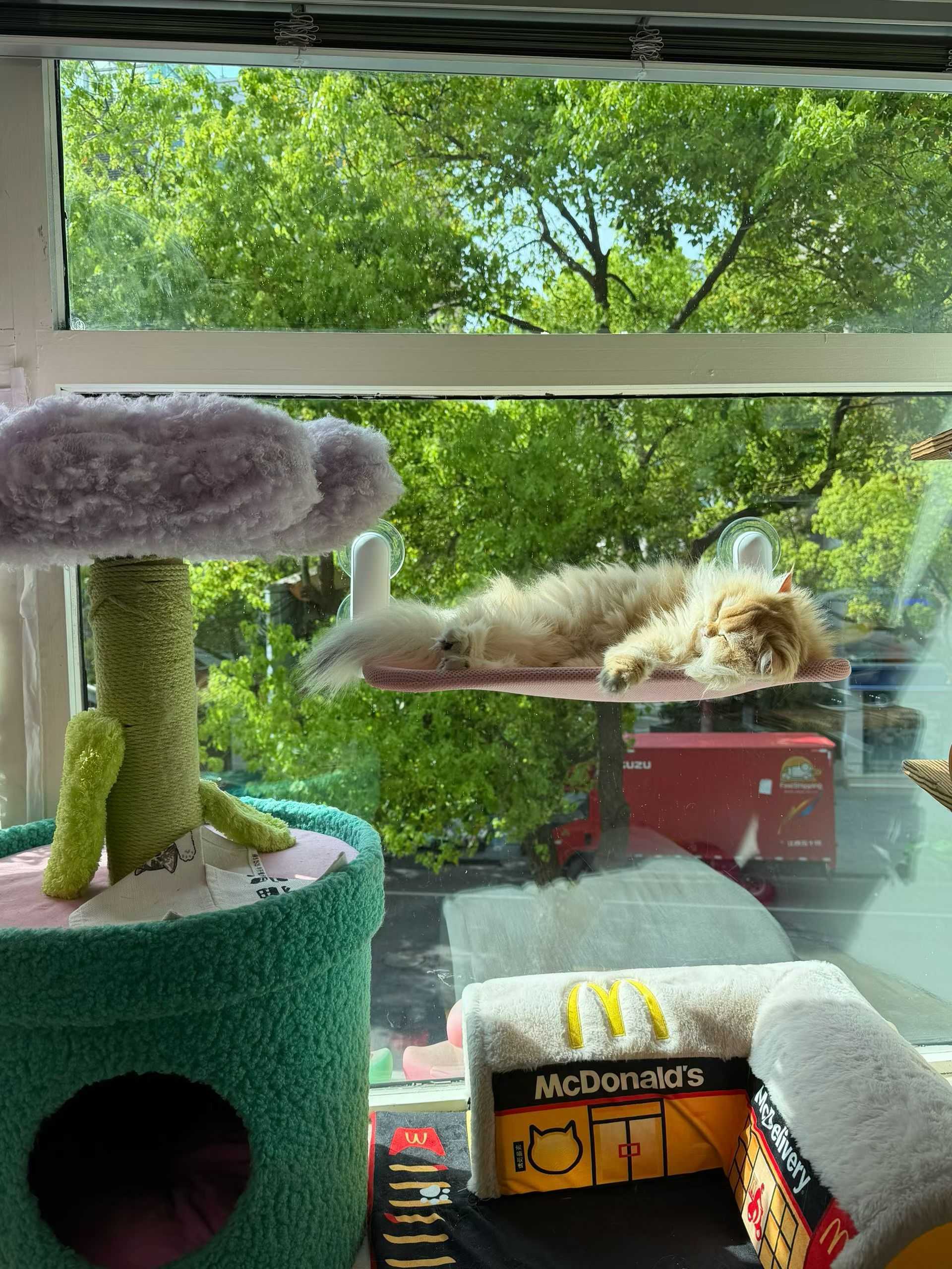 被阳光☀晒透 惬意午后 