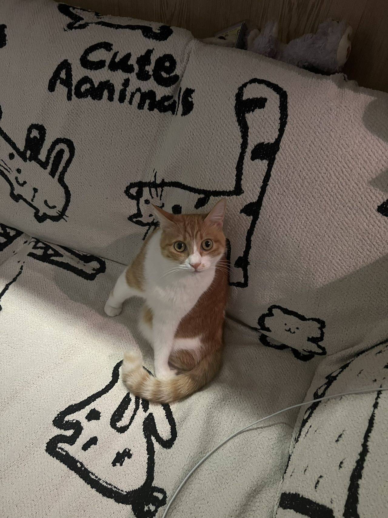 小毛米你在想什么_3