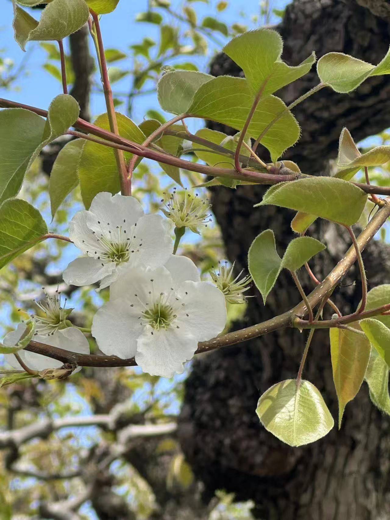 忽如一夜春风来