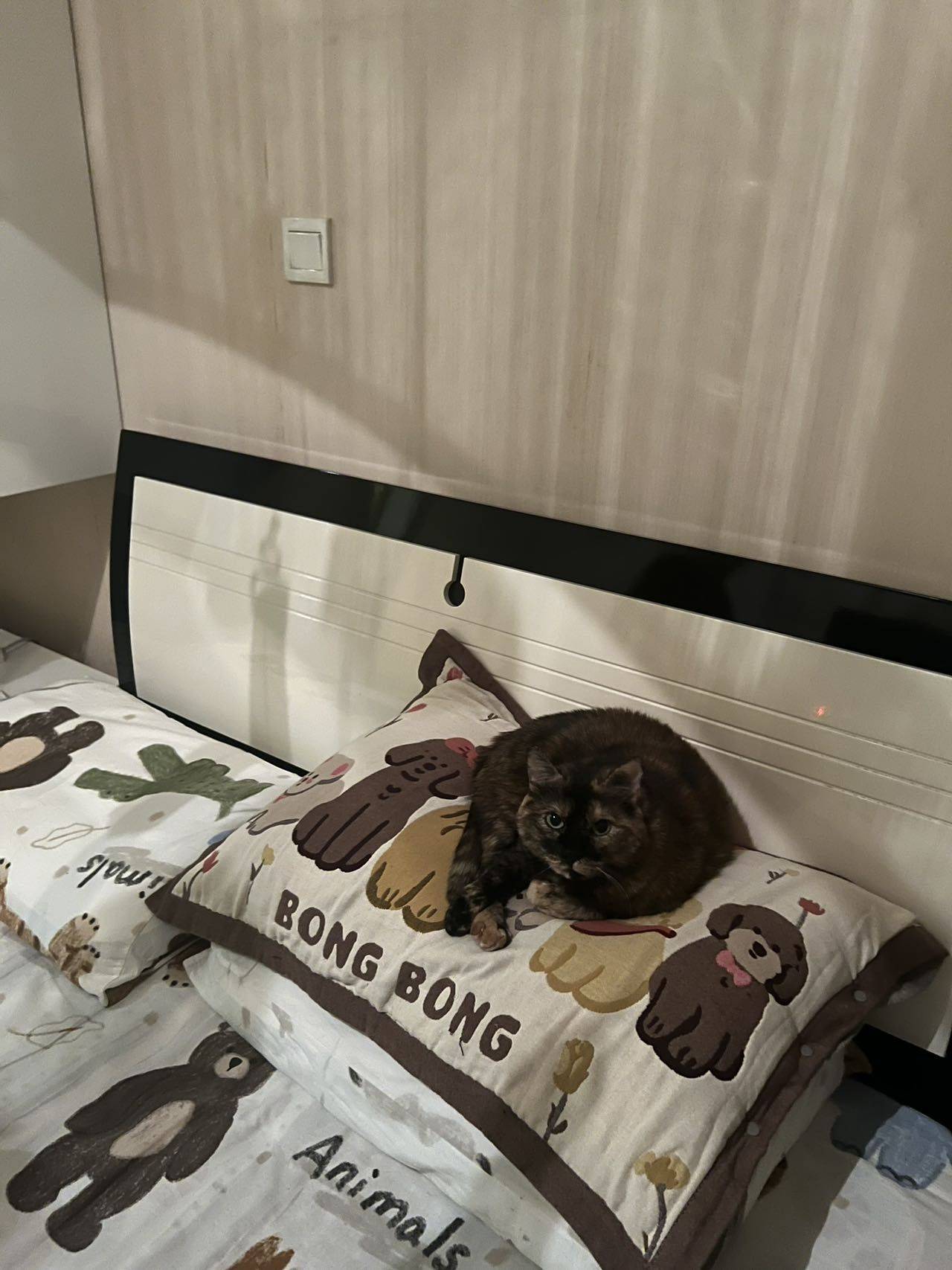 小毛米你在想什么_4