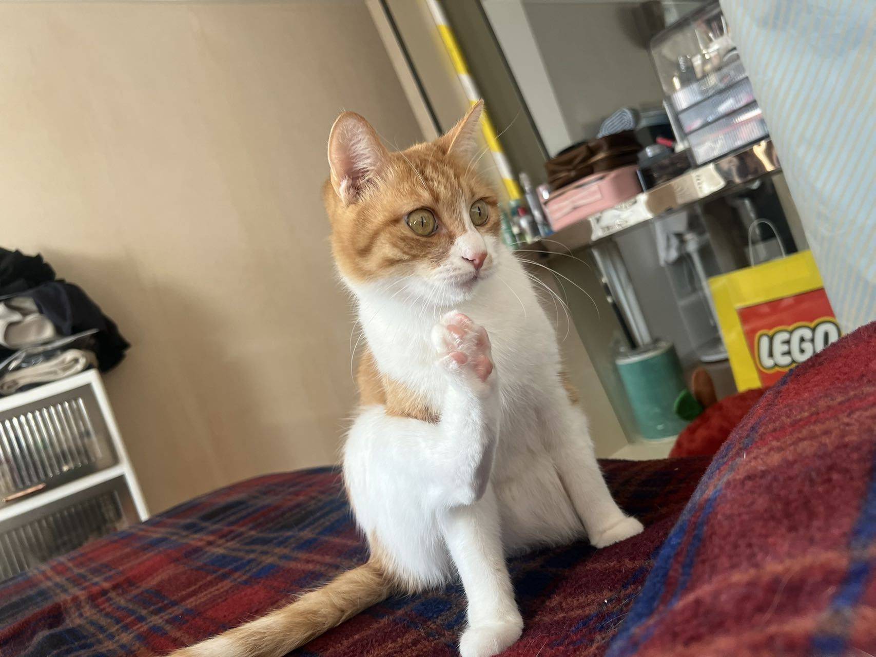 小毛米你在想什么_1