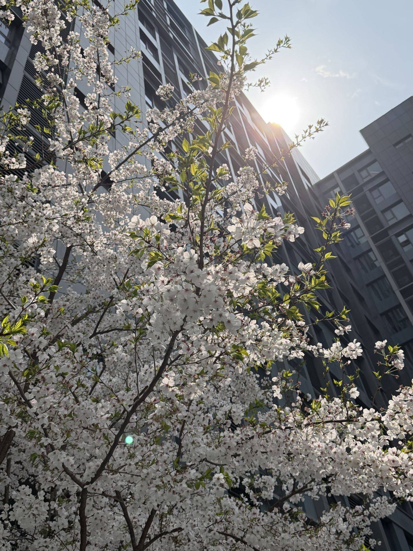 春天真的来了_1