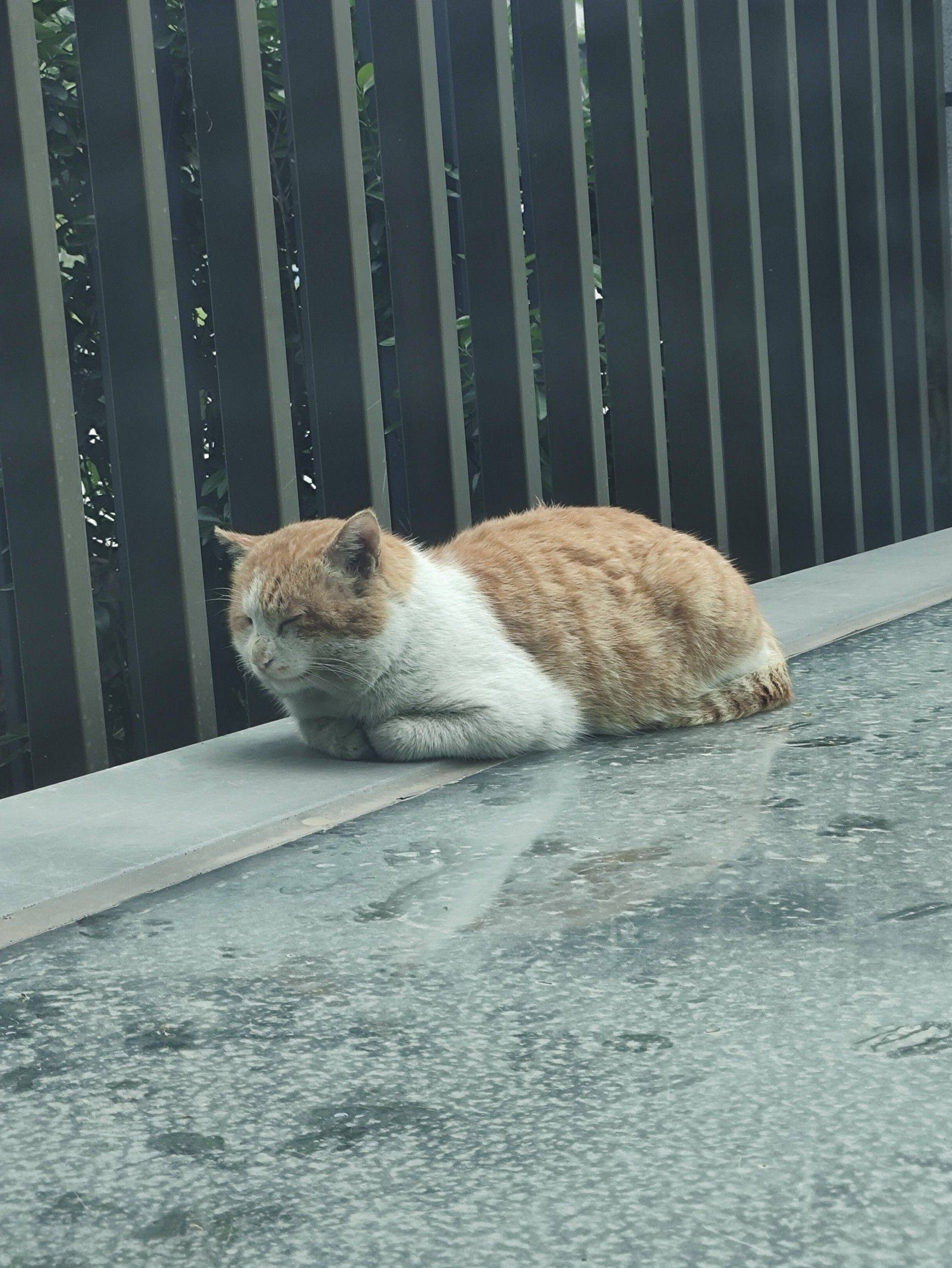 哦吼 窗外一只猫