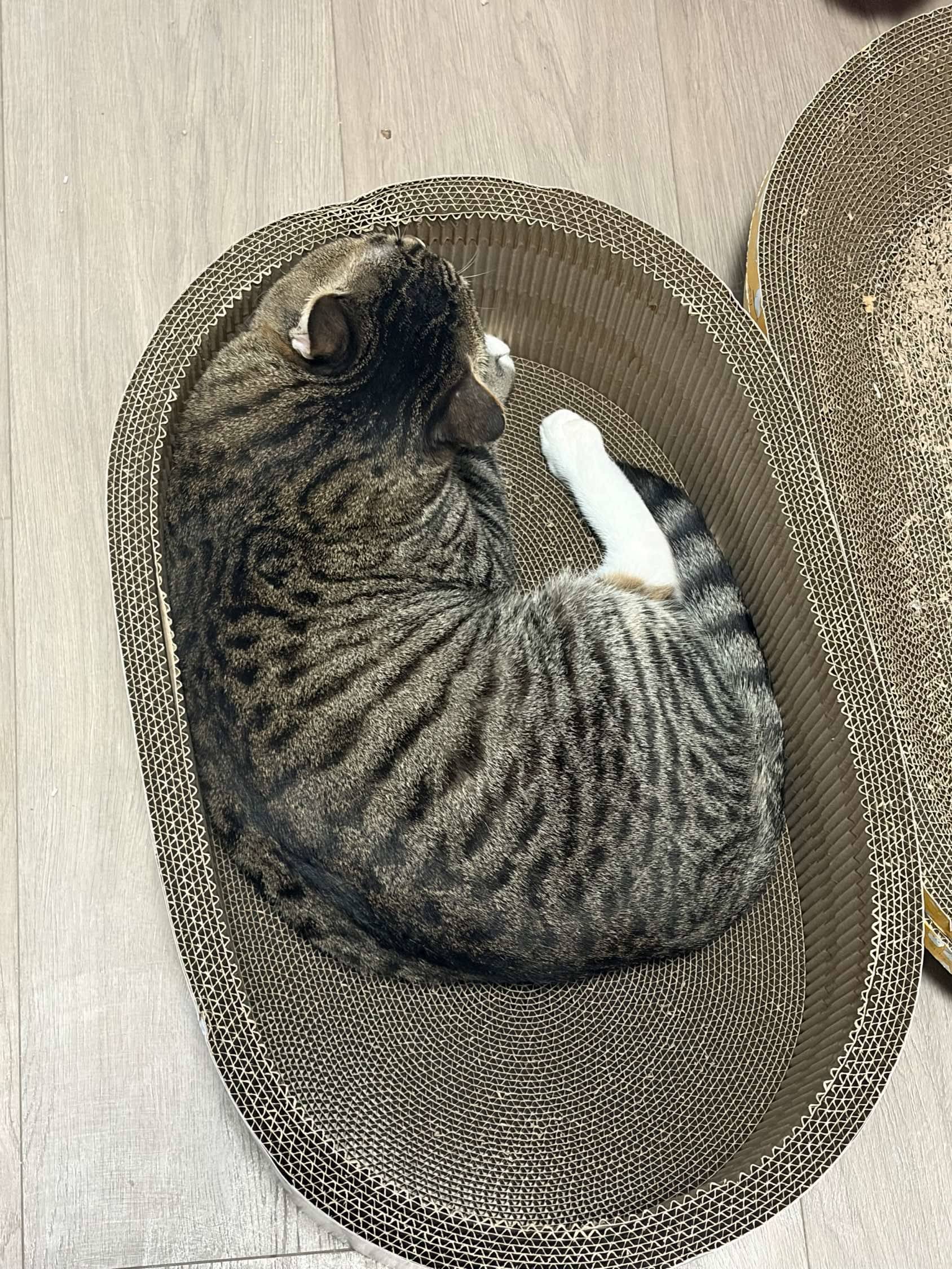 急，这个猫猫急需领养人_0