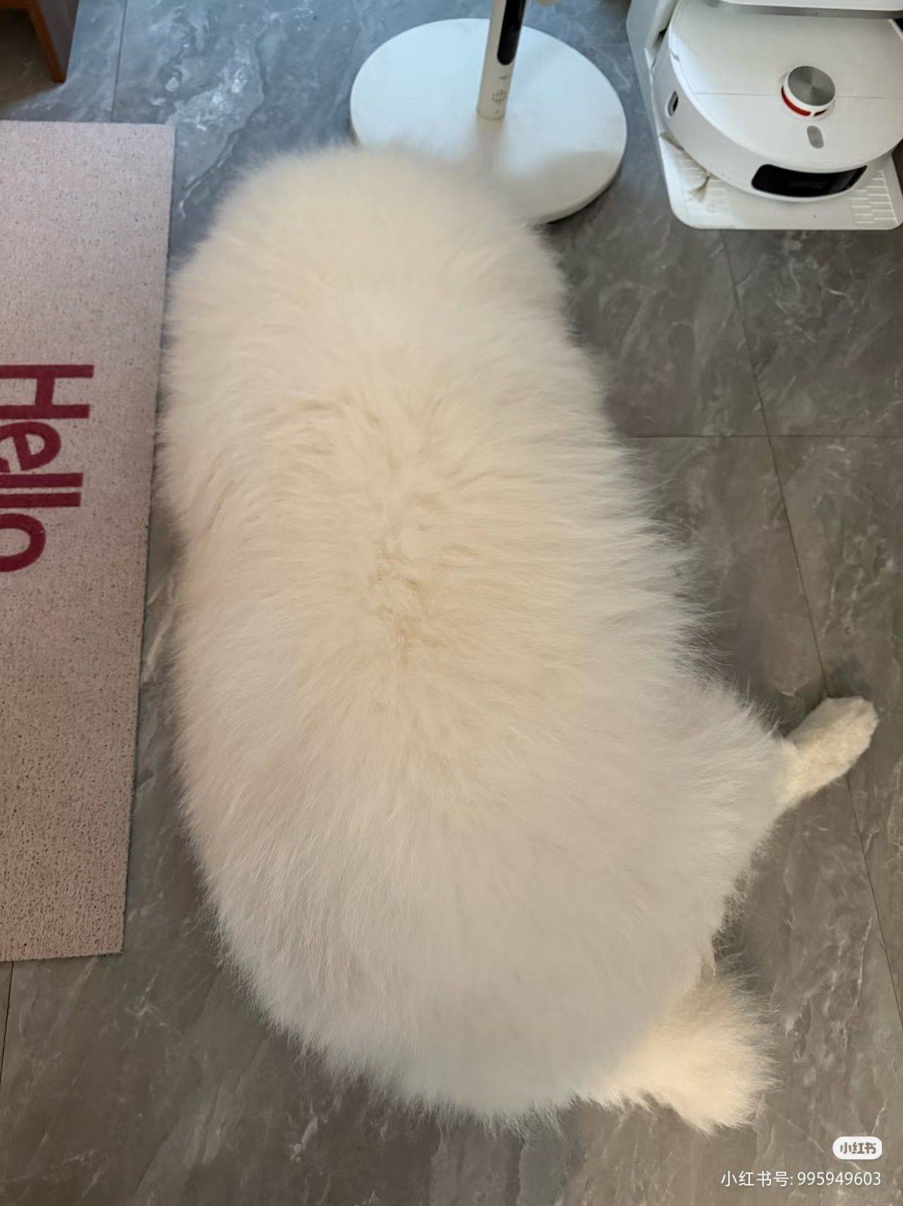 它好像个毛绒玩具啊！(づ￣ ³￣)づ_4