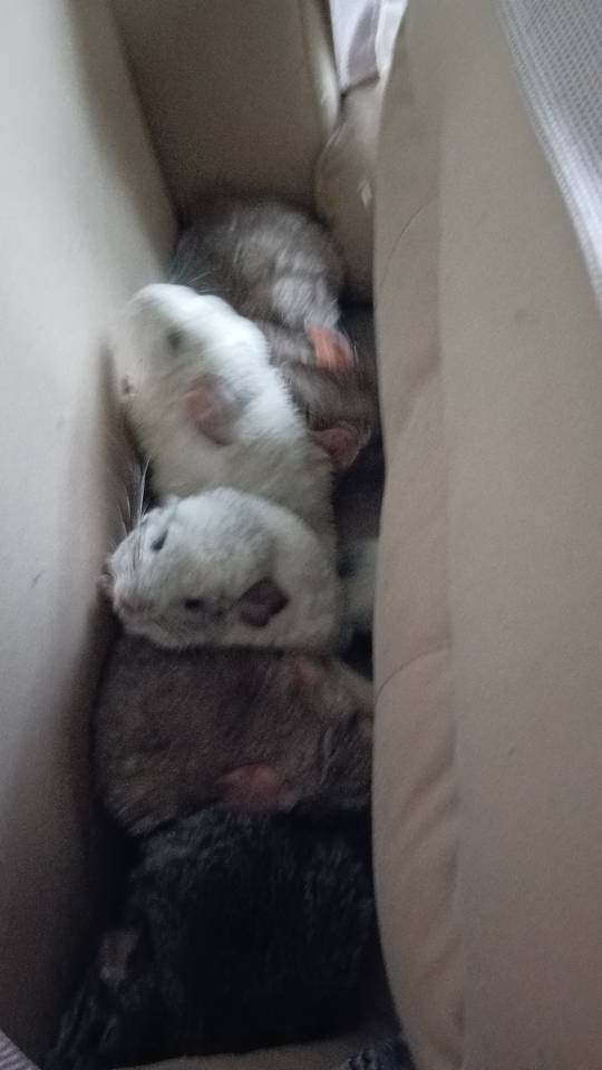 宠物领养 ！生多了求领养！我家萌宠最_3