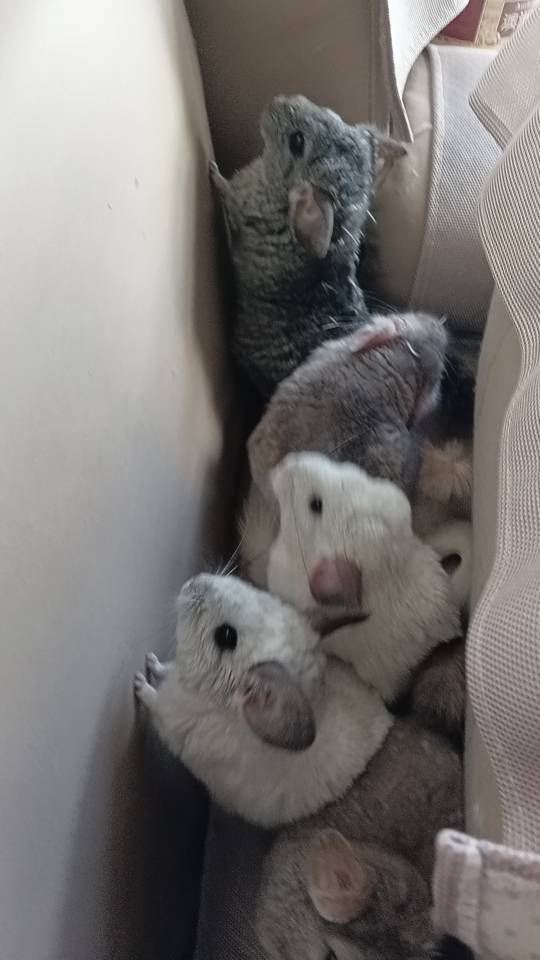 宠物领养 ！生多了求领养！我家萌宠最_2