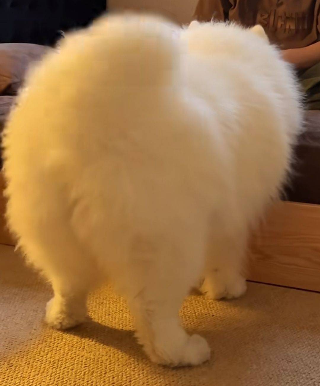 它好像个毛绒玩具啊！(づ￣ ³￣)づ_1