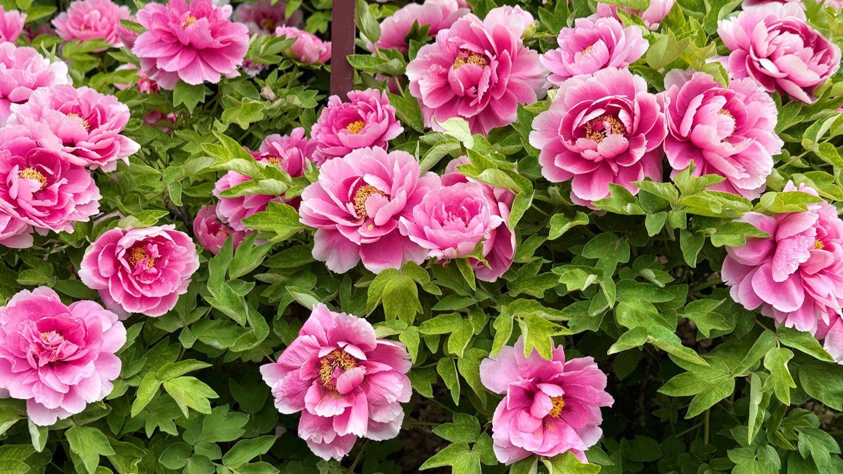 洛阳牡丹，雍容华贵～ 牡丹 _1