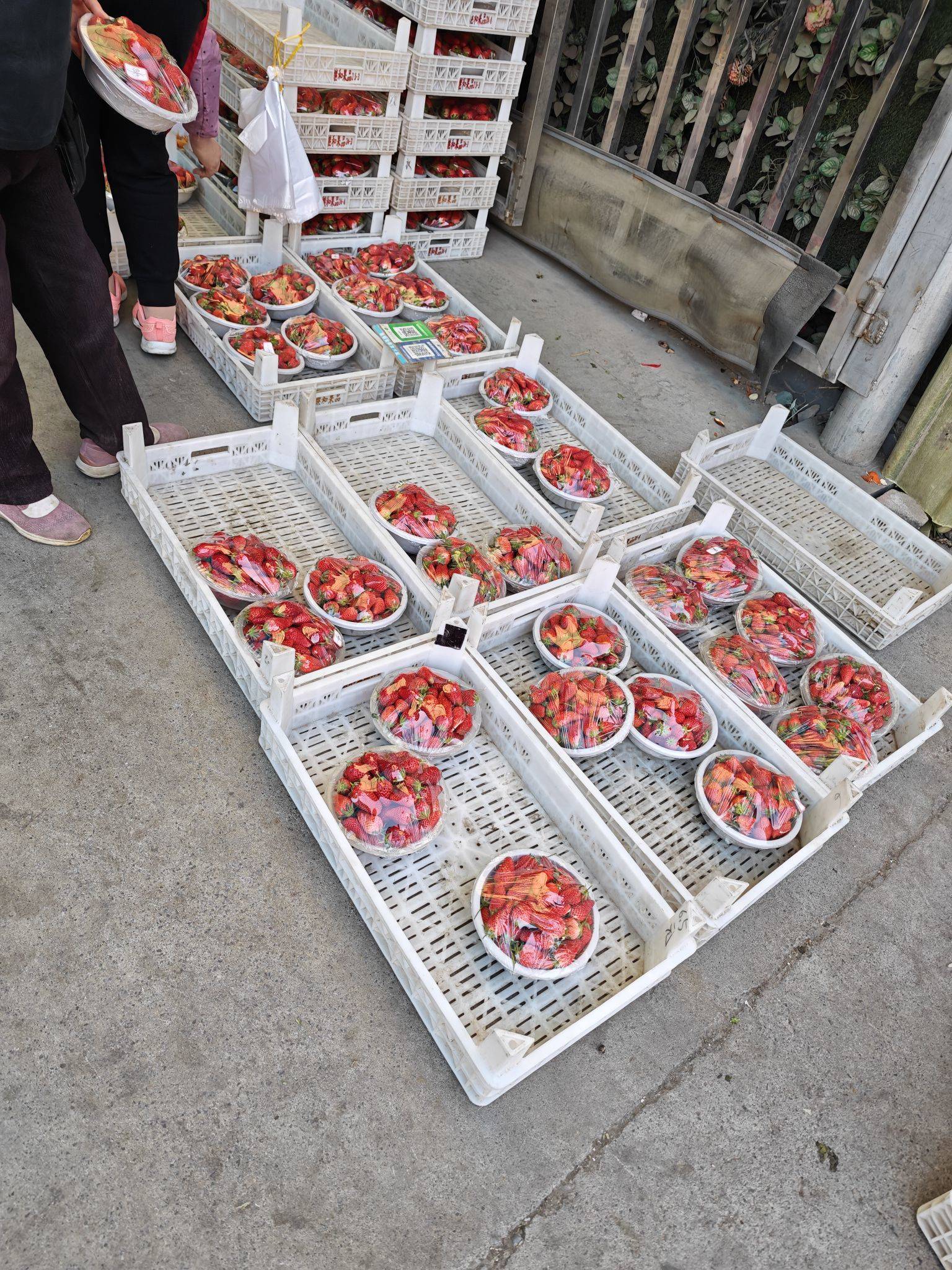 没想到山东的草莓居然那么便宜呀