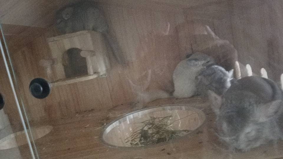 宠物领养 ！生多了求领养！我家萌宠最_1