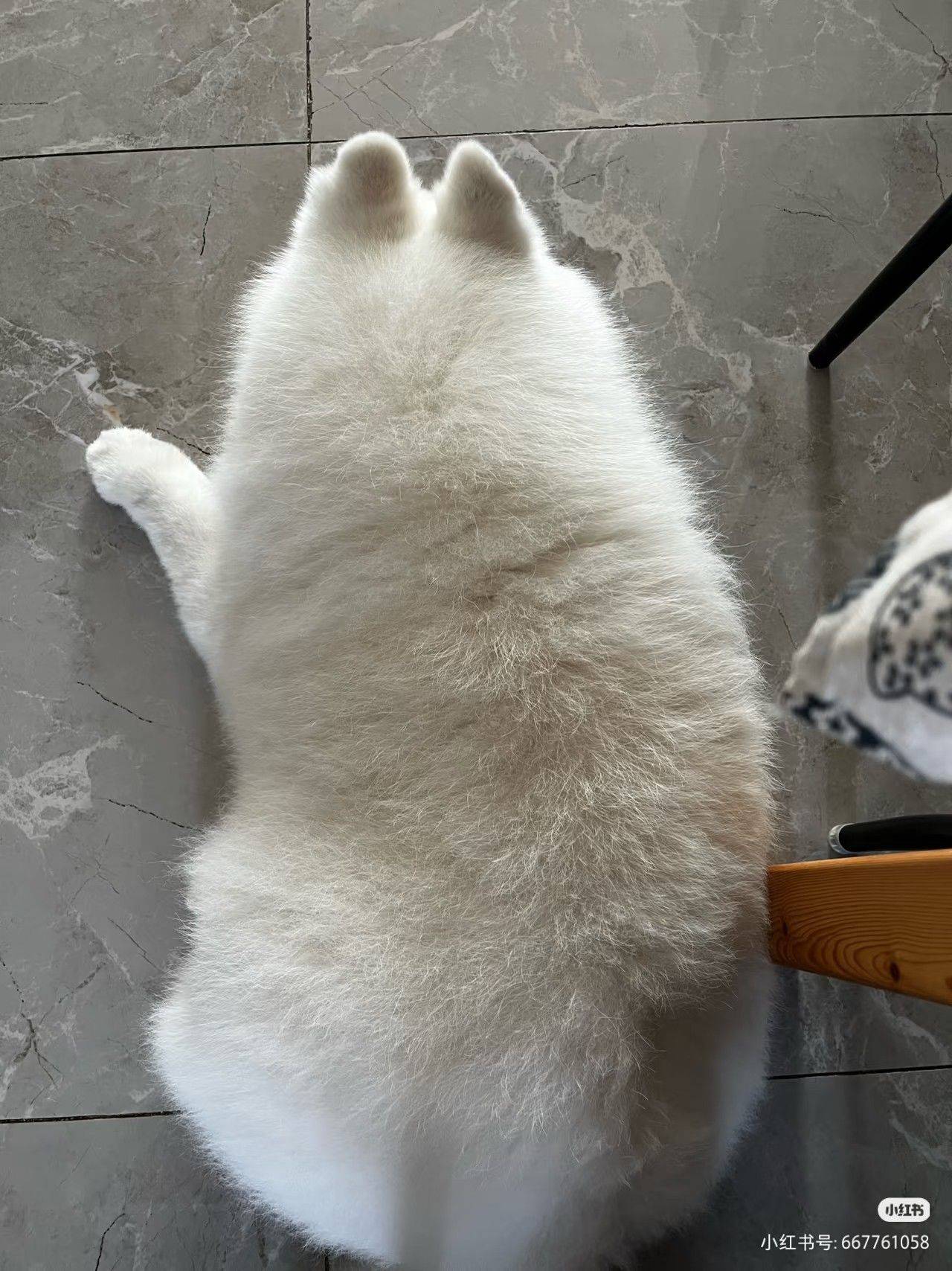 它好像个毛绒玩具啊！(づ￣ ³￣)づ