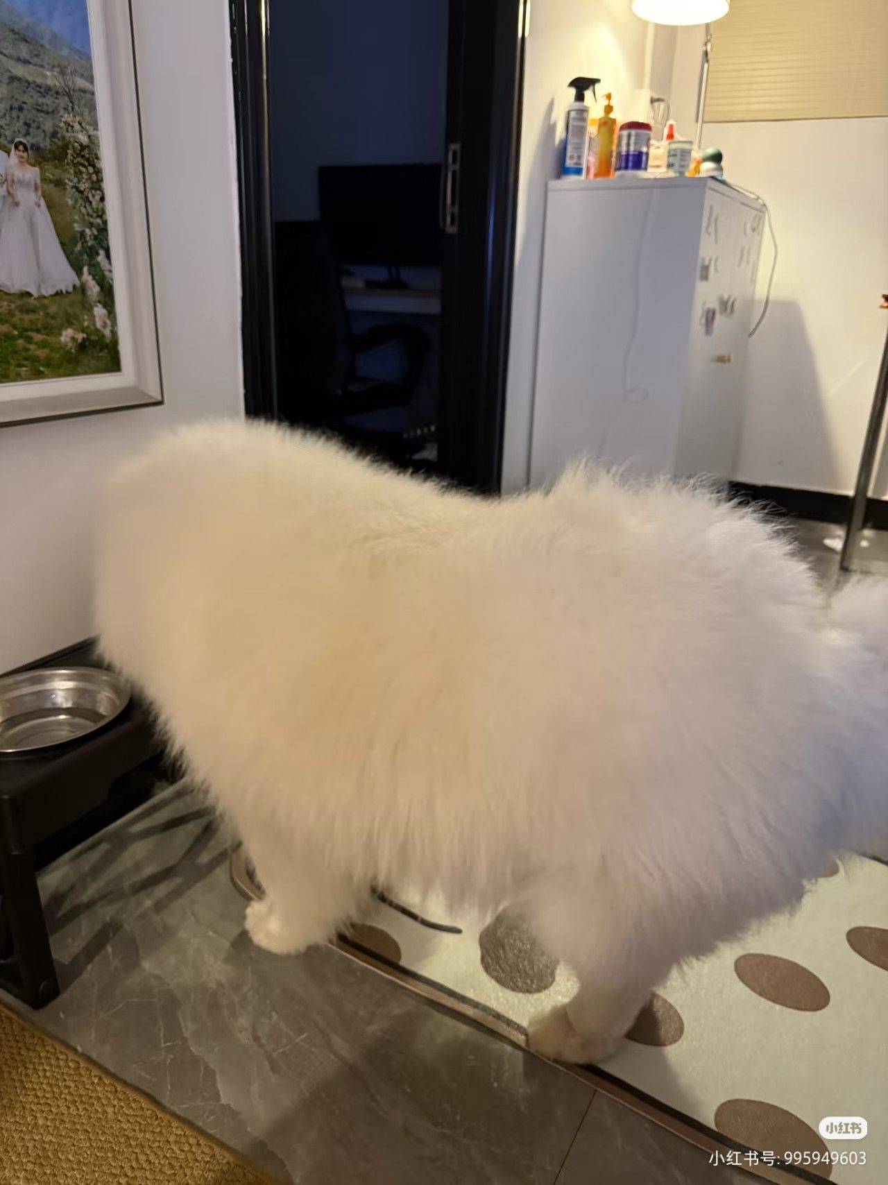 它好像个毛绒玩具啊！(づ￣ ³￣)づ_3