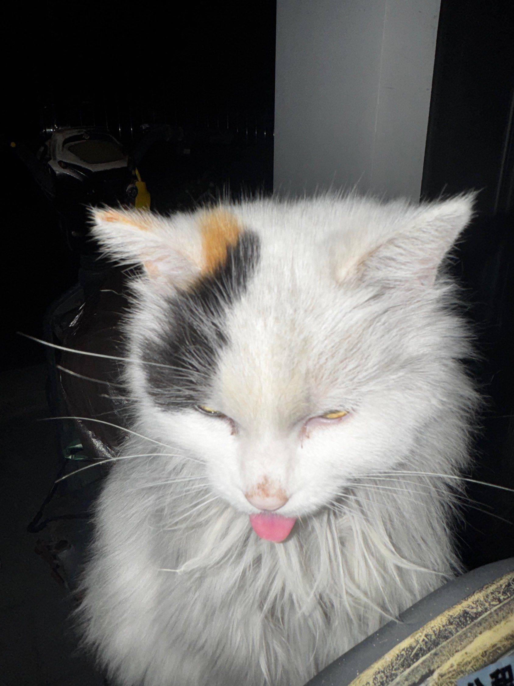 猫咪为啥一直吐着舌头👅