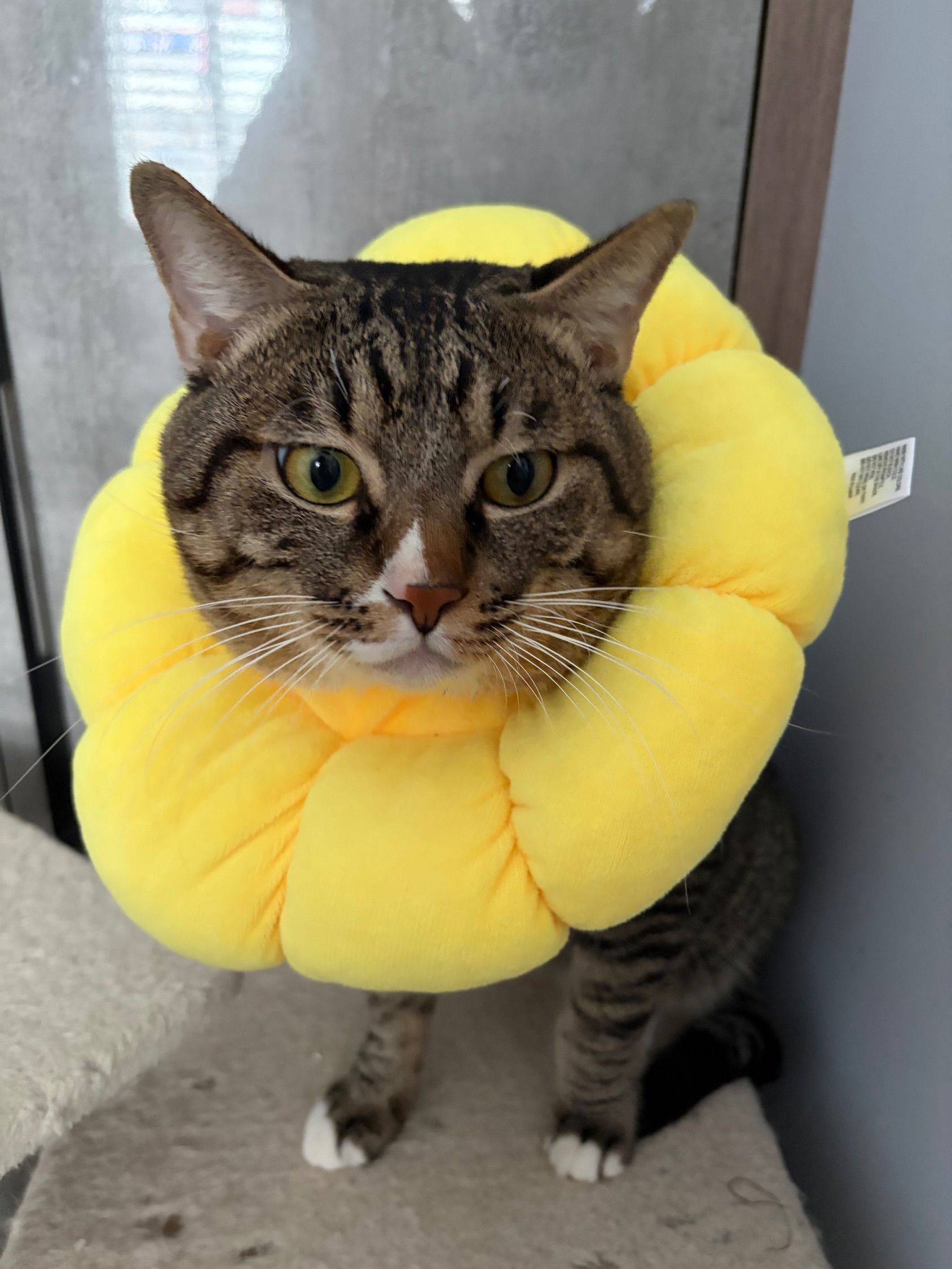 急，这个猫猫急需领养人