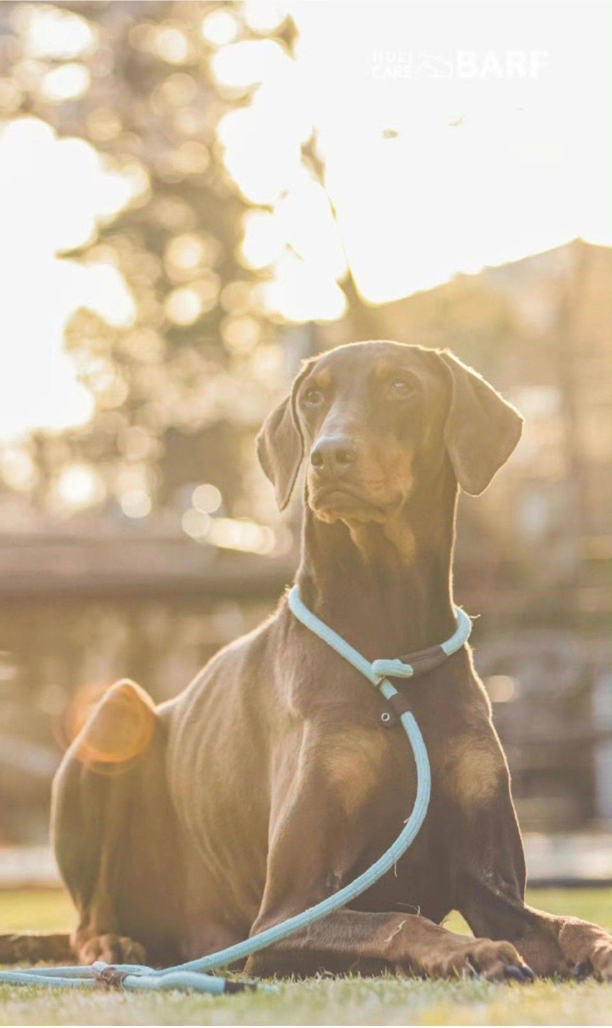 我家“拆家小分队