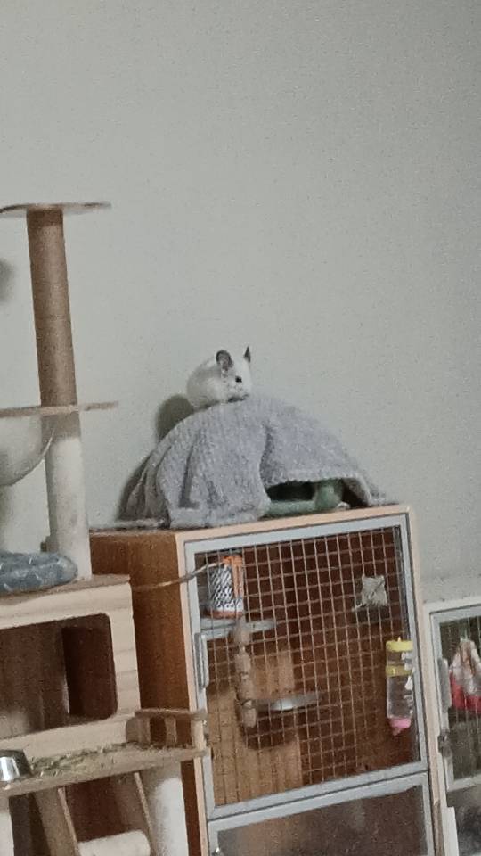 宠物领养 ！生多了求领养！我家萌宠最_4