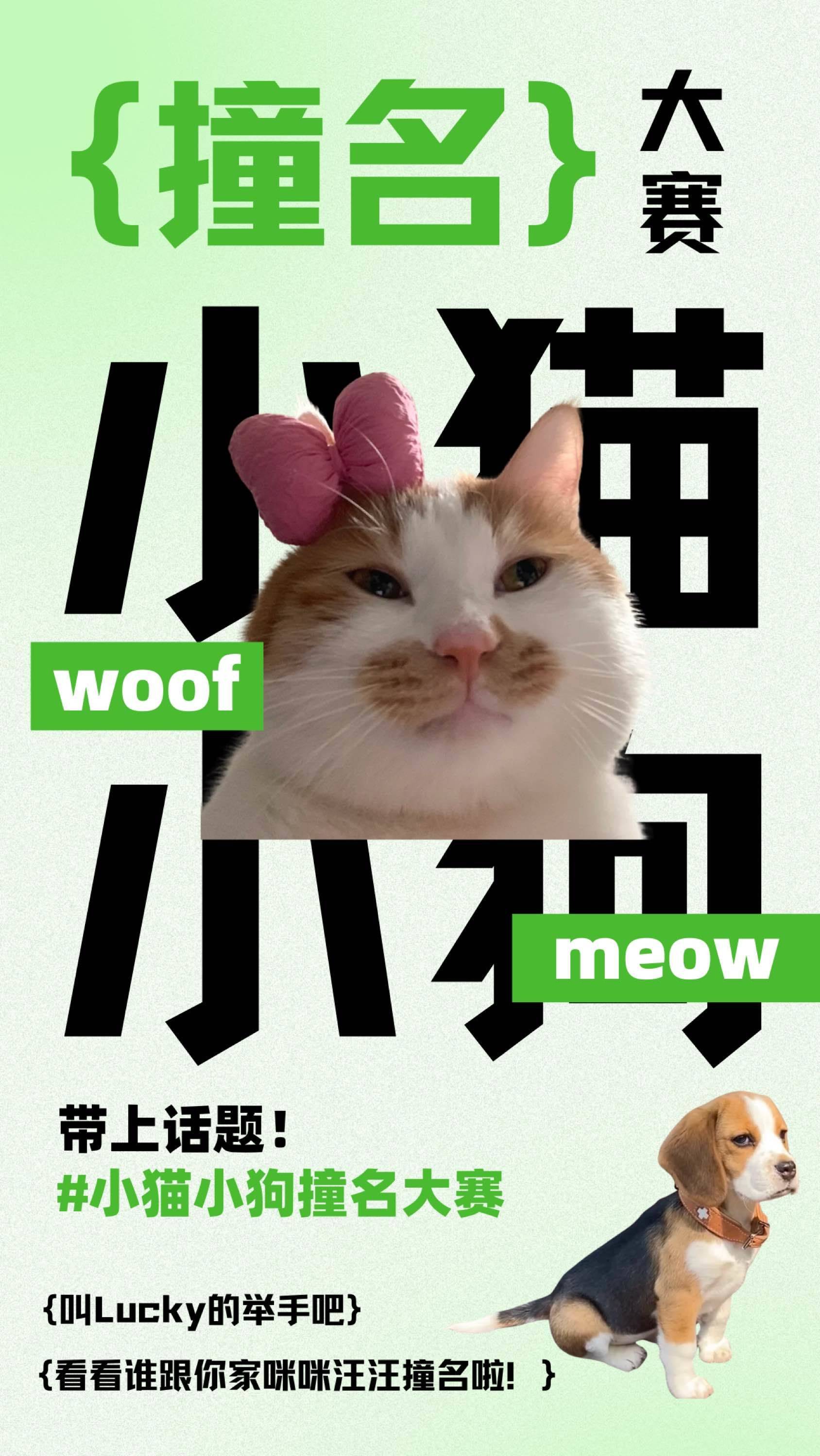 小猫小狗撞名大赛💥🌟
