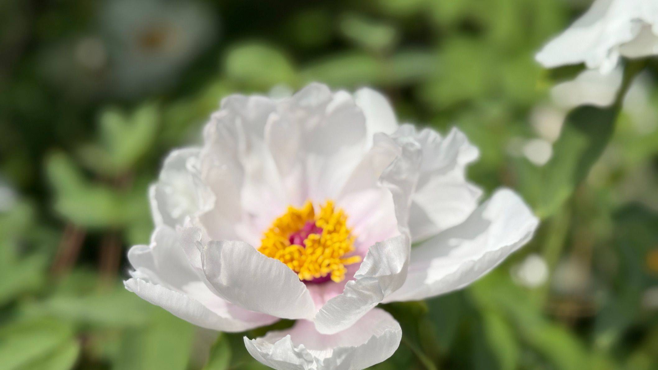 洛阳牡丹，雍容华贵～ 牡丹 _3