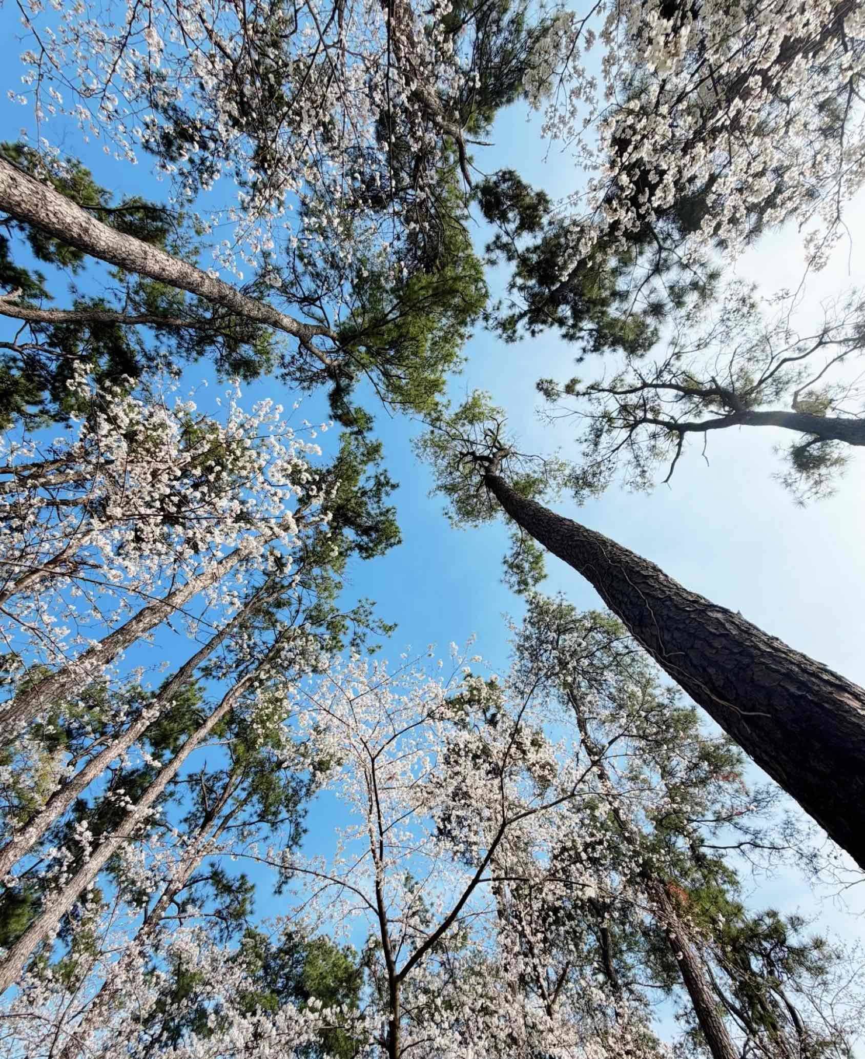 本人房子出租，没有中间商，有意向的可看主