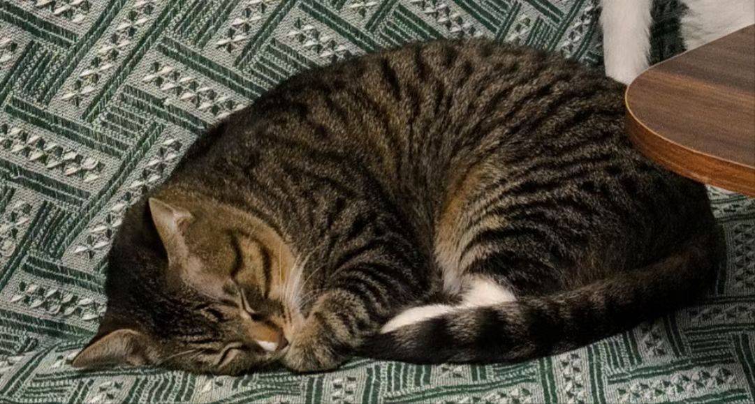 急，这个猫猫急需领养人_2