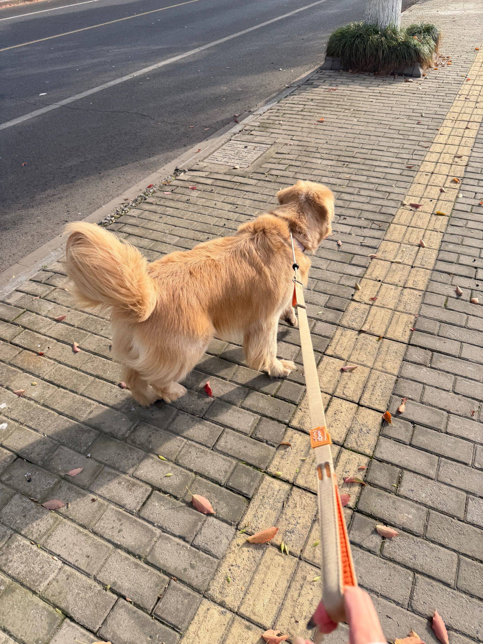 蹲漕河泾或市区地铁站附近房源，宠物友好